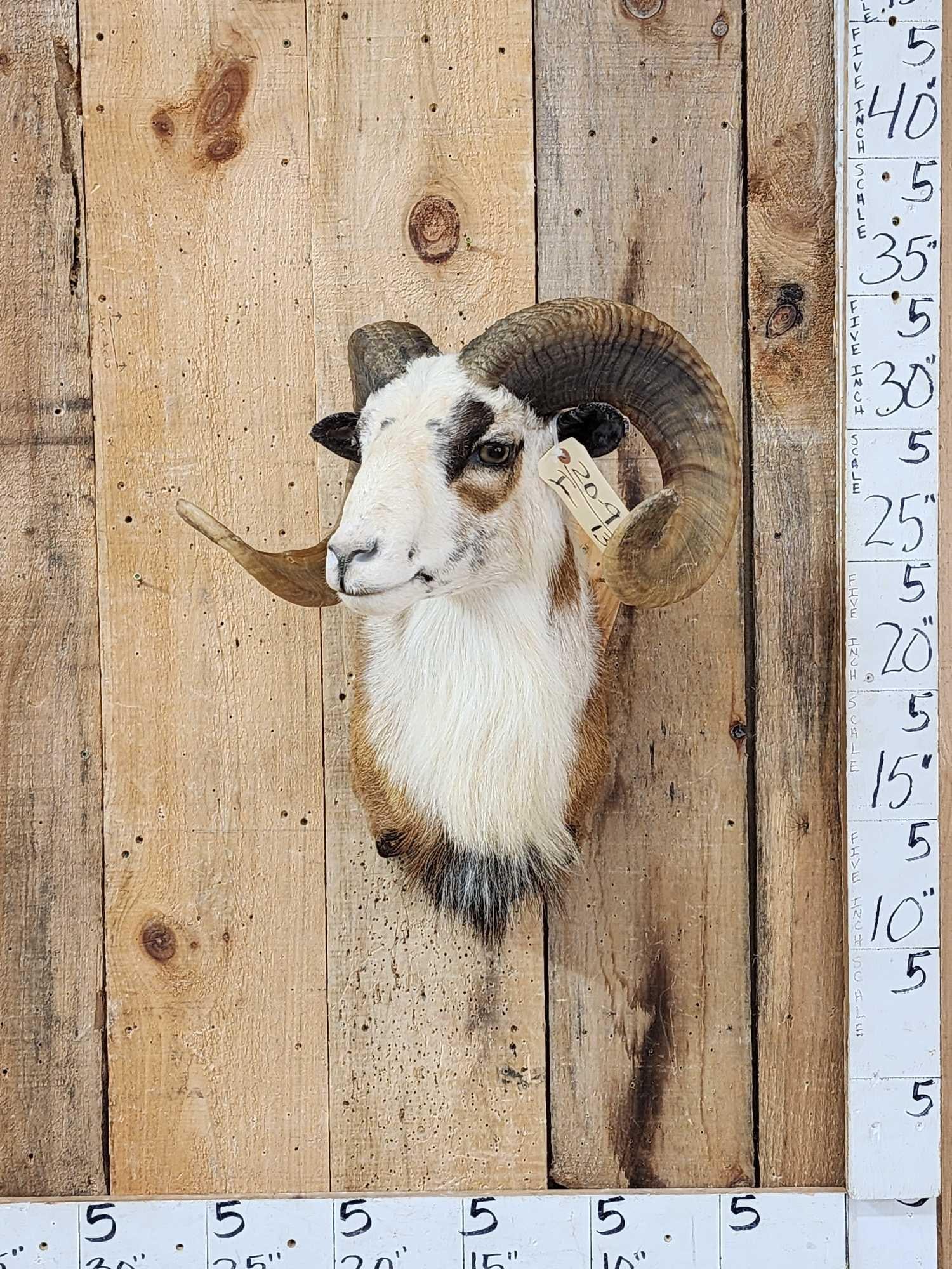 Painted Desert Ram Sheep Shoulder Mount Taxidermy (1 of 4)