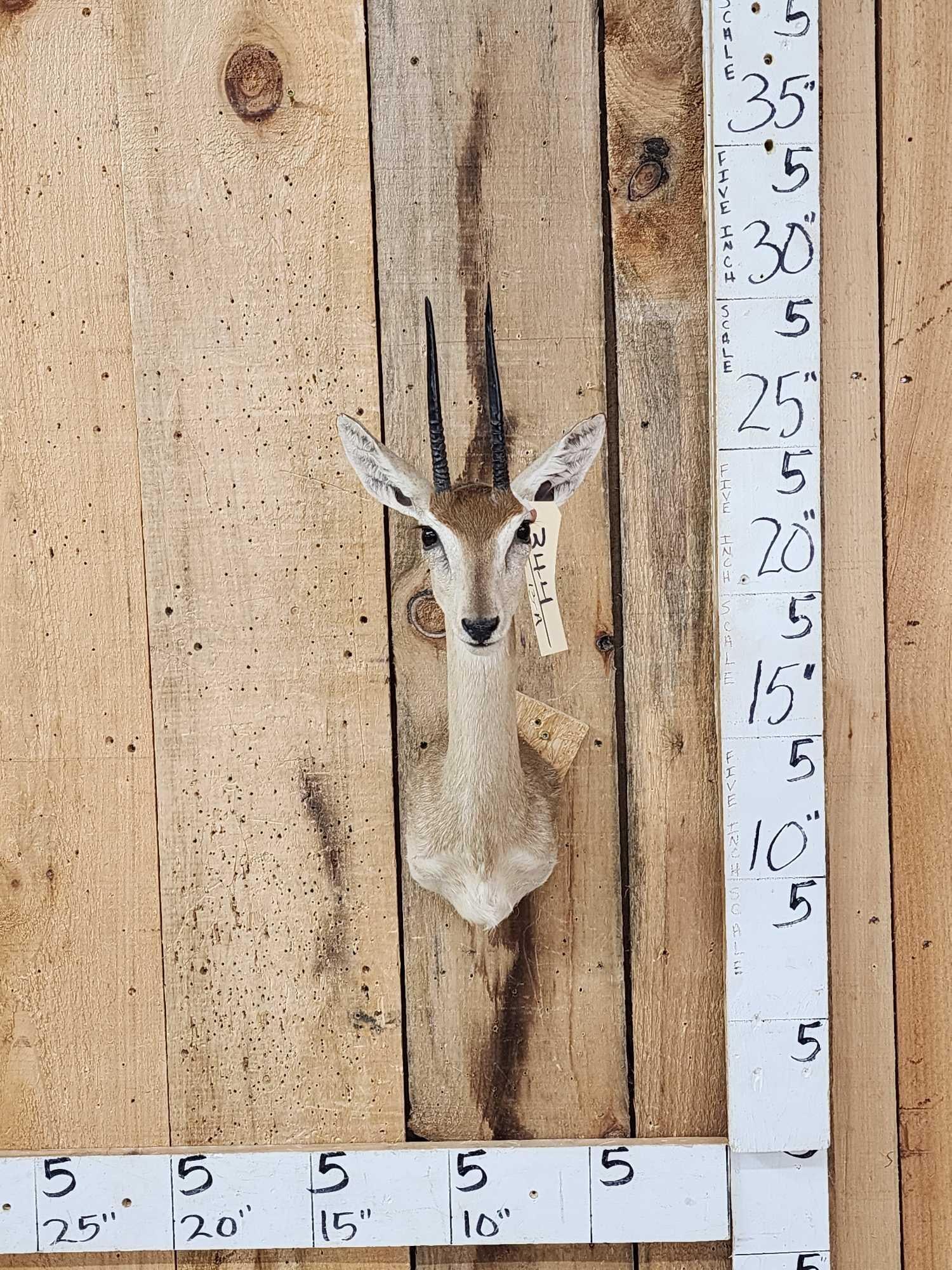 African Duiker Shoulder Mount Taxidermy: 34.4 Nice clean mount great for smaller spaces