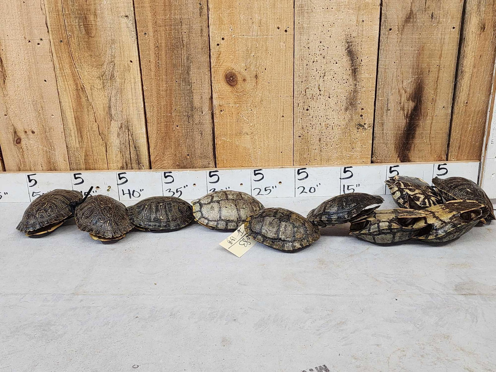 10 Red Eared Slider Turtle Shells Taxidermy: 6.83 Cool colors great for crafts or decor