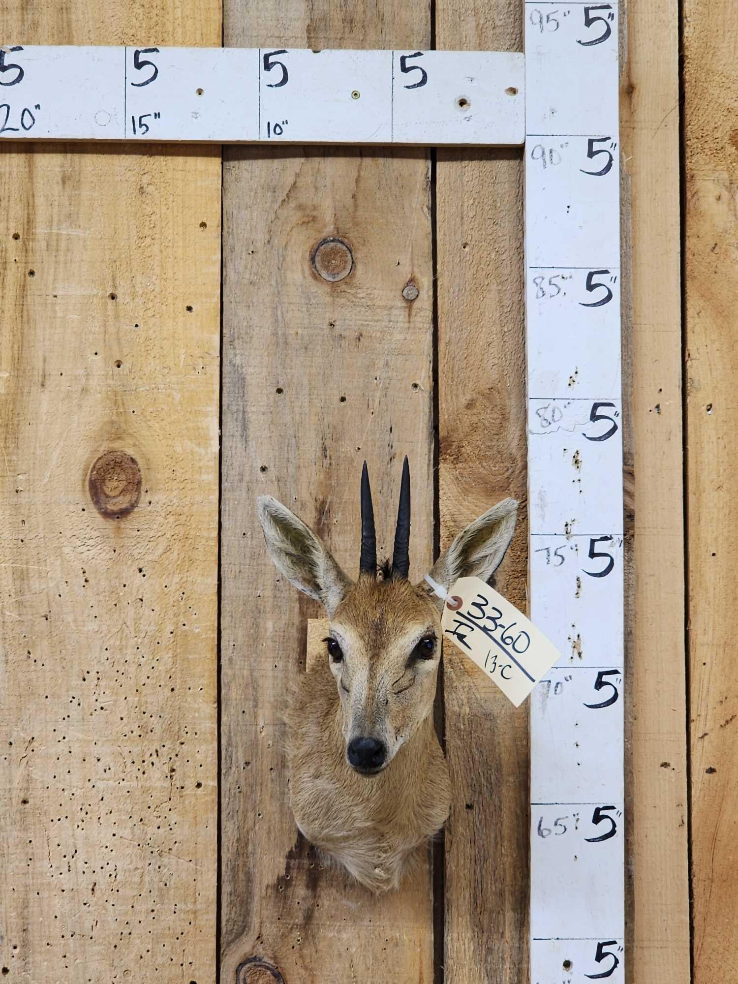 African Duiker Shoulder Mount Taxidermy: 33.60 Nice clean mount great accent piece for smaller spaces