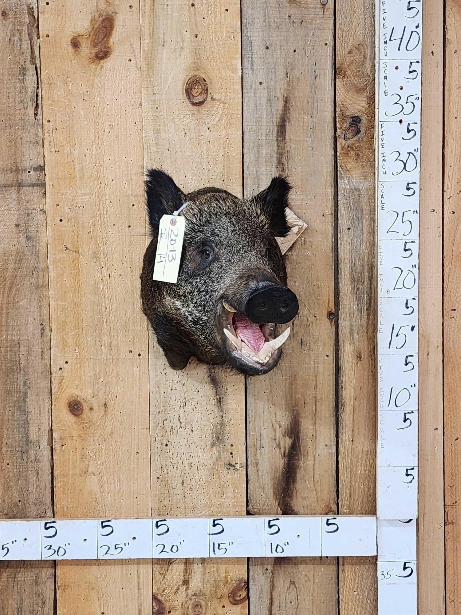 Wild Boar Hog Shoulder Mount Taxidermy: 20.13 Nicely done mount great colors