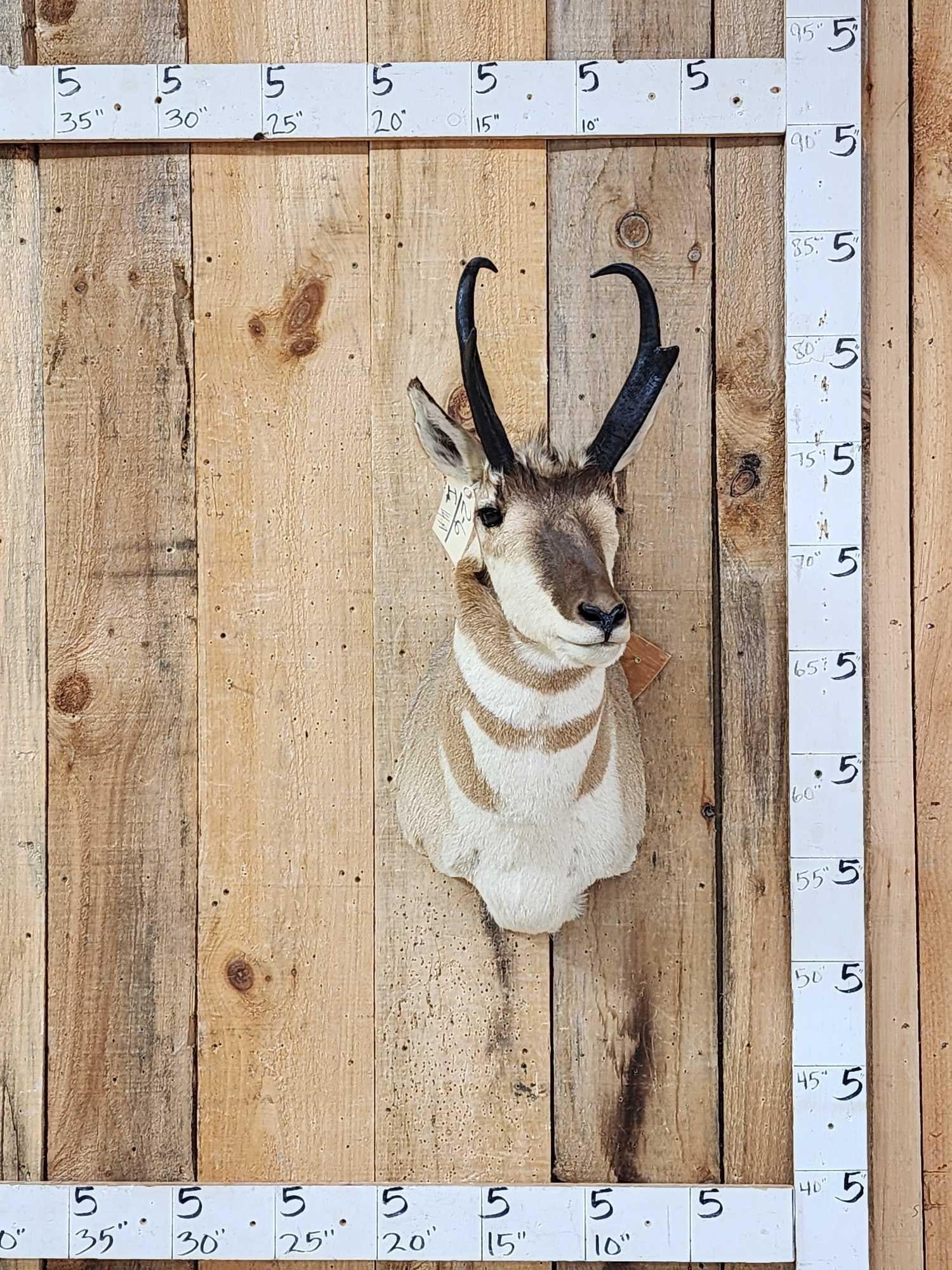 Pronghorn Antelope Shoulder Mount Taxidermy: 2.6 Nice clean mount great colors no shedding unlike most pronghorn