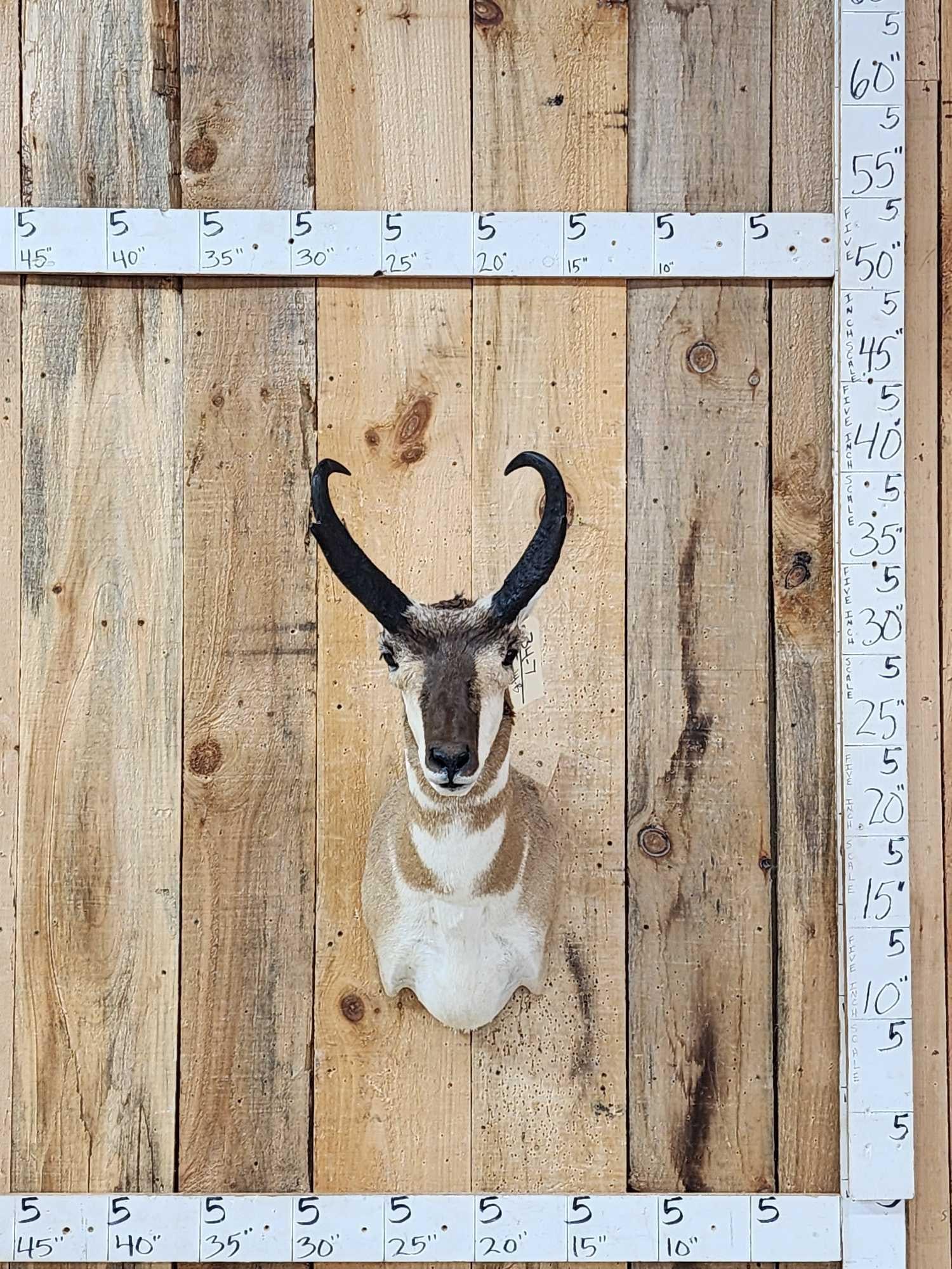 Pronghorn Antelope Shoulder Mount Taxidermy: 34.7 Nice mount great colors no shedding unlike most pronghorn