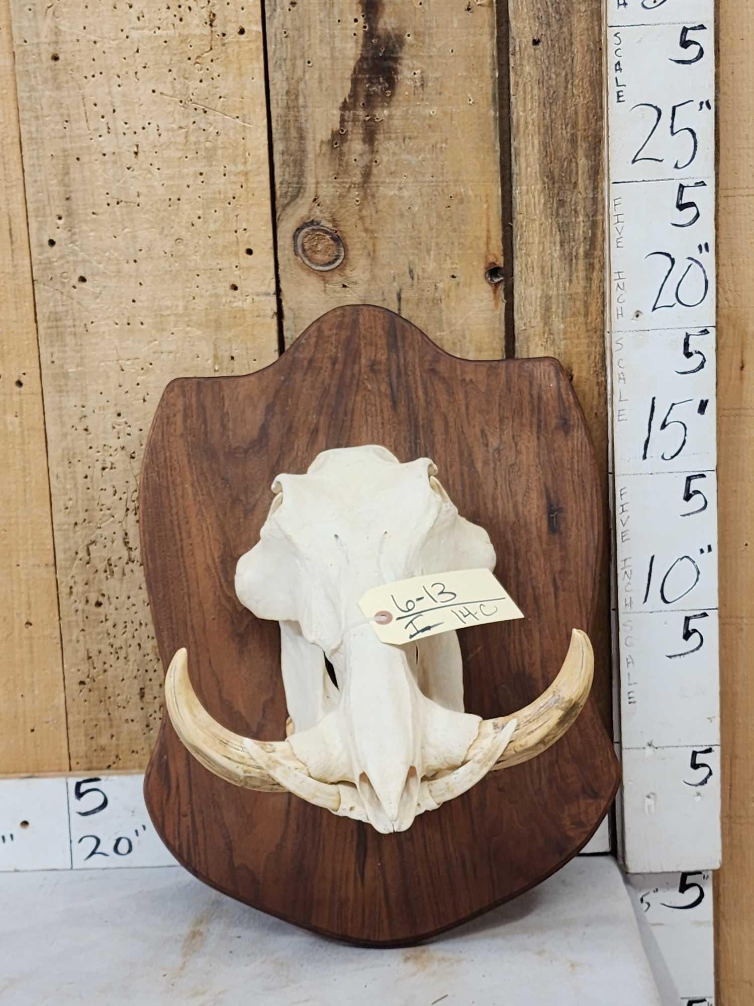 African Warthog Skull On Plaque Taxidermy: 6.13 Great look big real tusks