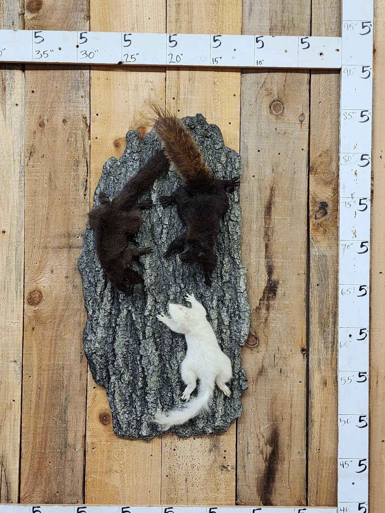 3 Color Phase Squirrels Taxidermy (1 of 7)