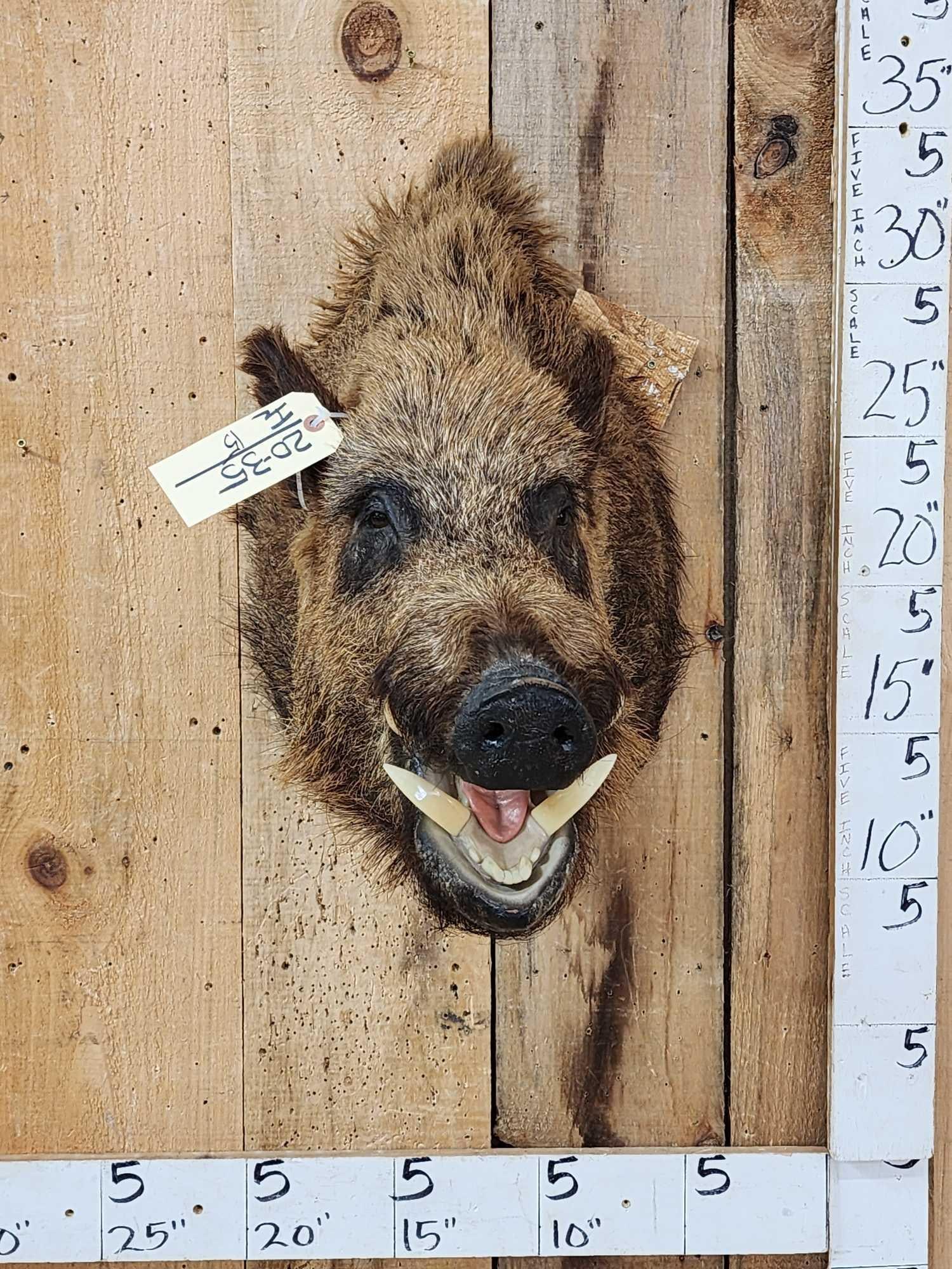 Russian Boar Hog Shoulder Mount Taxidermy: 20.35 Awesome look great hair nice mount