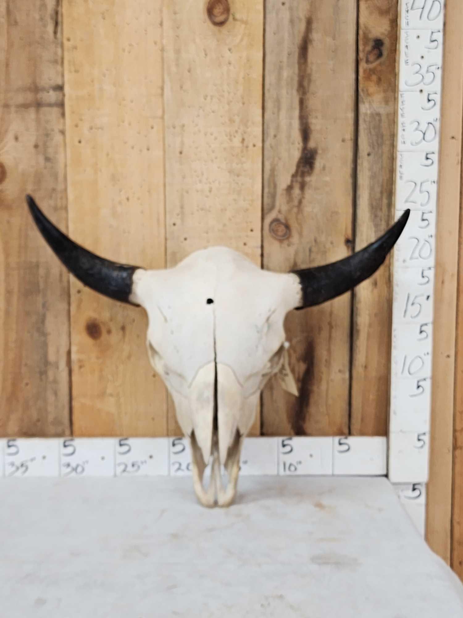 Big American Bison Buffalo Skull Taxidermy (1 of 3)