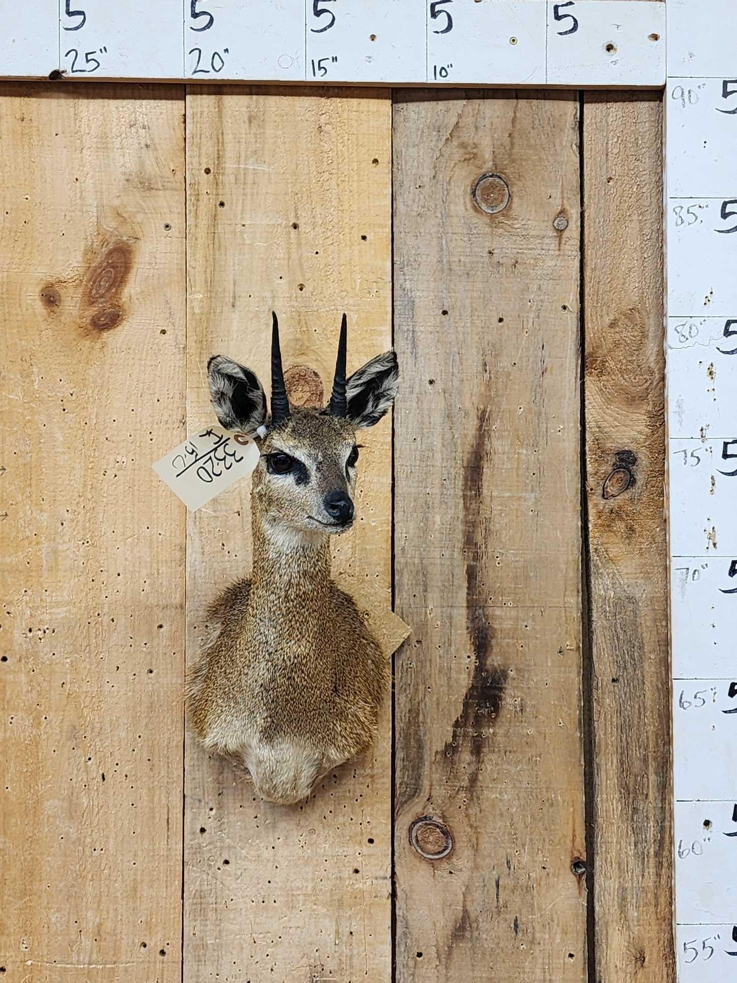 African Klipspringer Shoulder Mount Taxidermy (1 of 4)