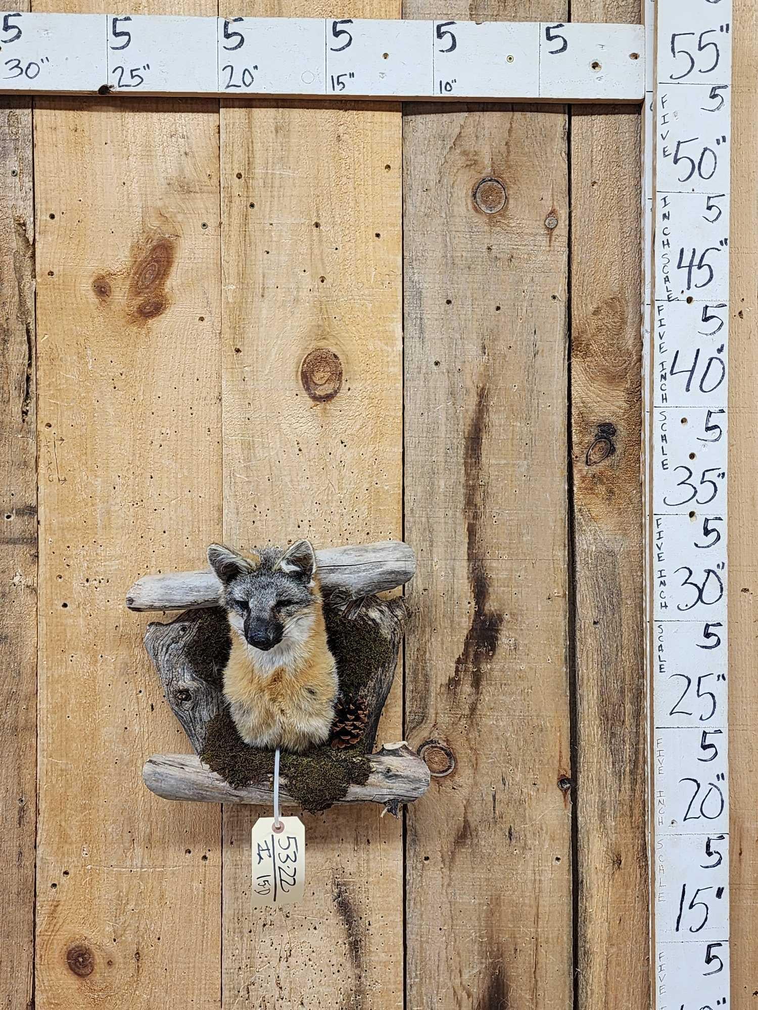 Grey Fox In A Den Taxidermy: 53.22 Neat piece
