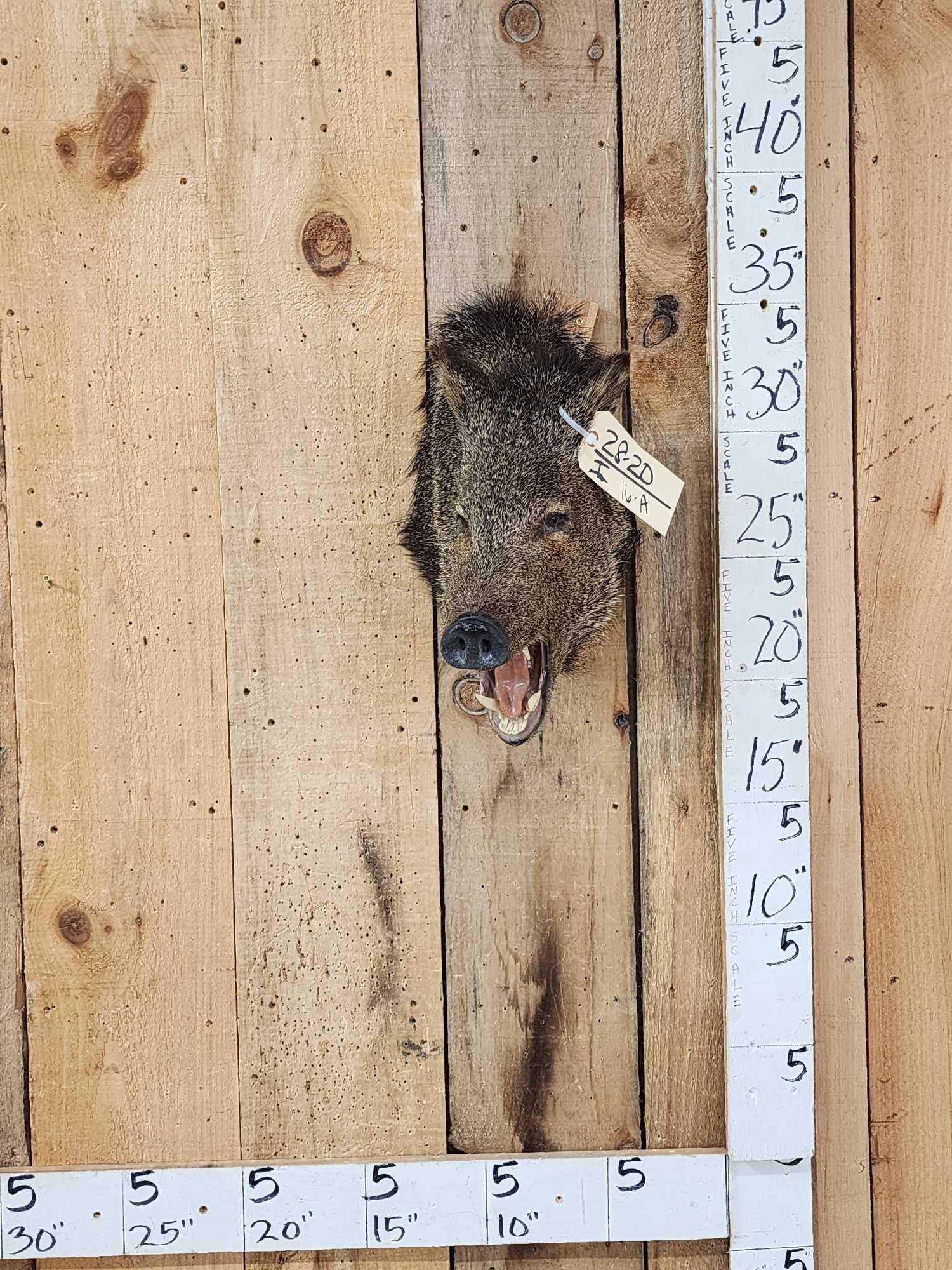 Javelina Or Peccary Shoulder Mount Taxidermy: 28.20 Nice mount great hair color