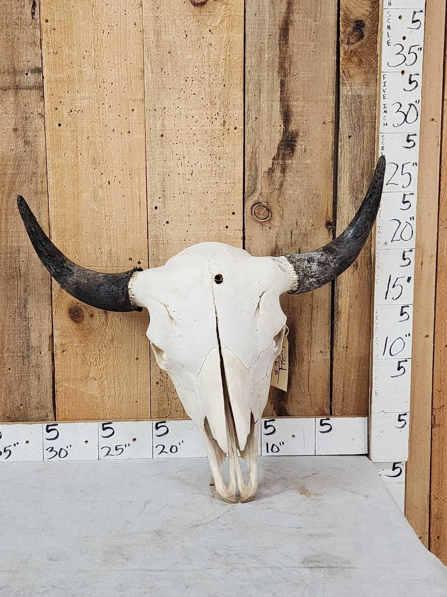 Big American Bison Buffalo Skull Taxidermy (1 of 3)