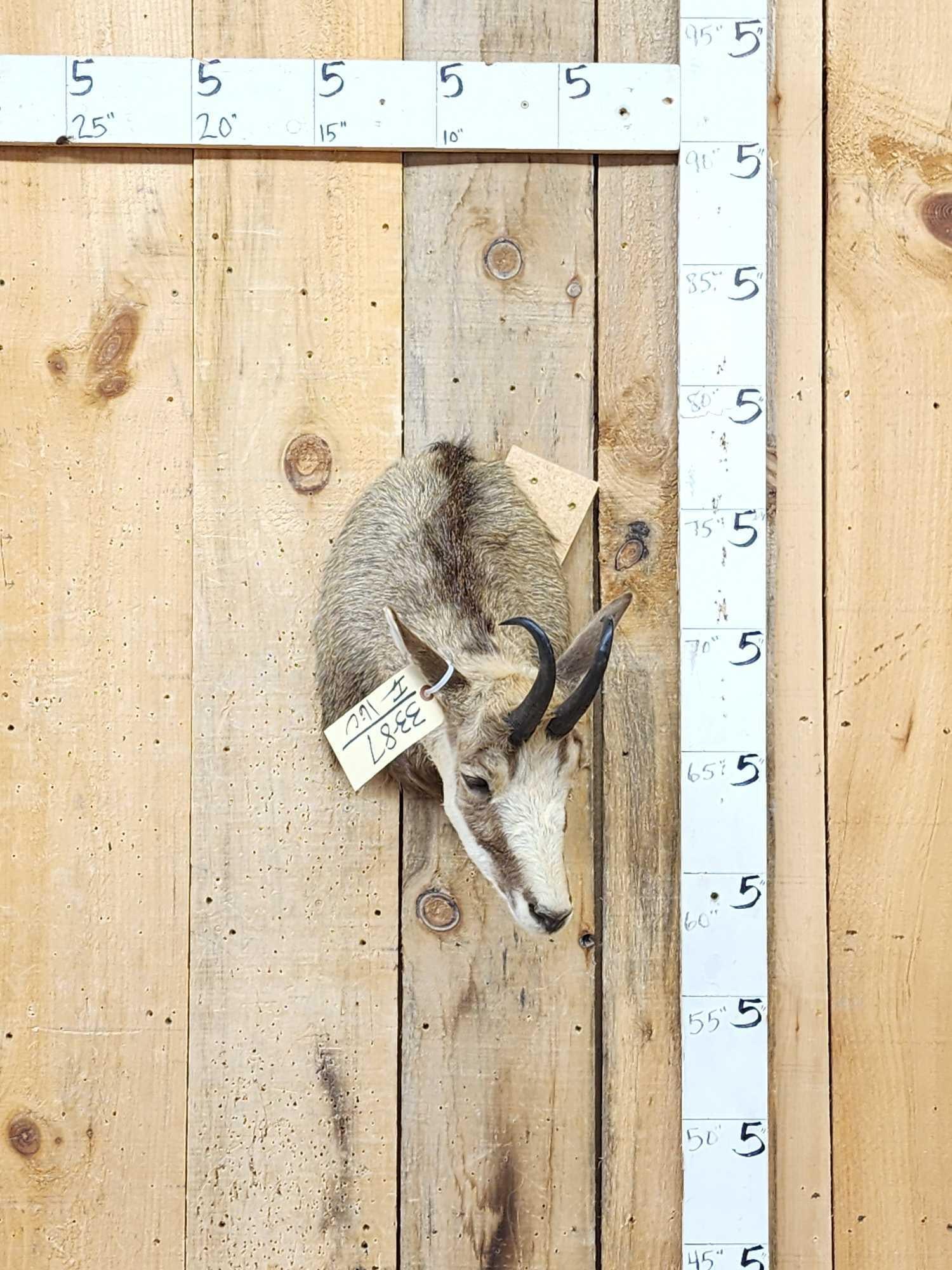 Chamois Shoulder Mount Taxidermy (1 of 6)
