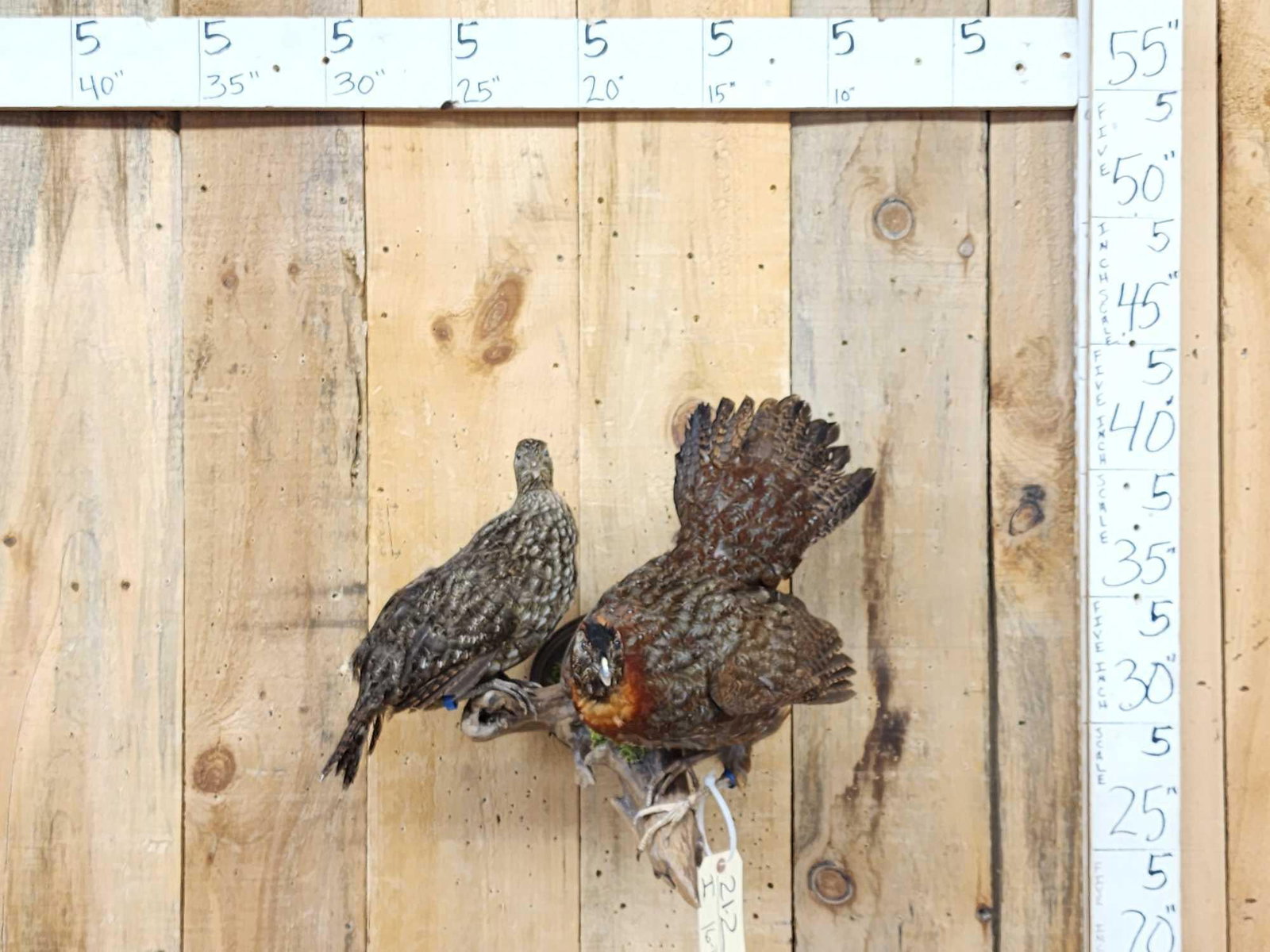 Juvenile Temminck's Tragopan Pheasant Male & Female Bird Taxidermy: 21.2 Nice mount great colors unusual birds