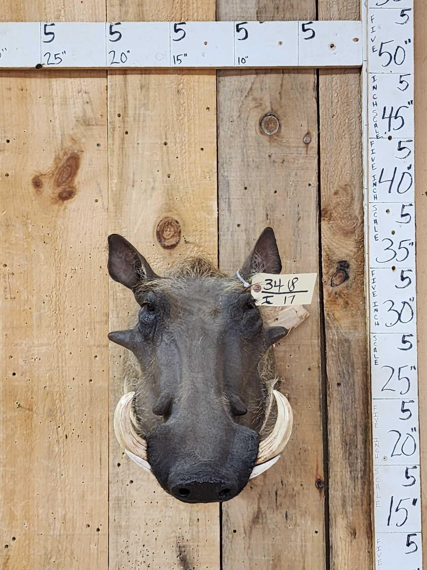 African Warthog Shoulder Mount Taxidermy: 34.18 Great look nicely done mount big real tusks