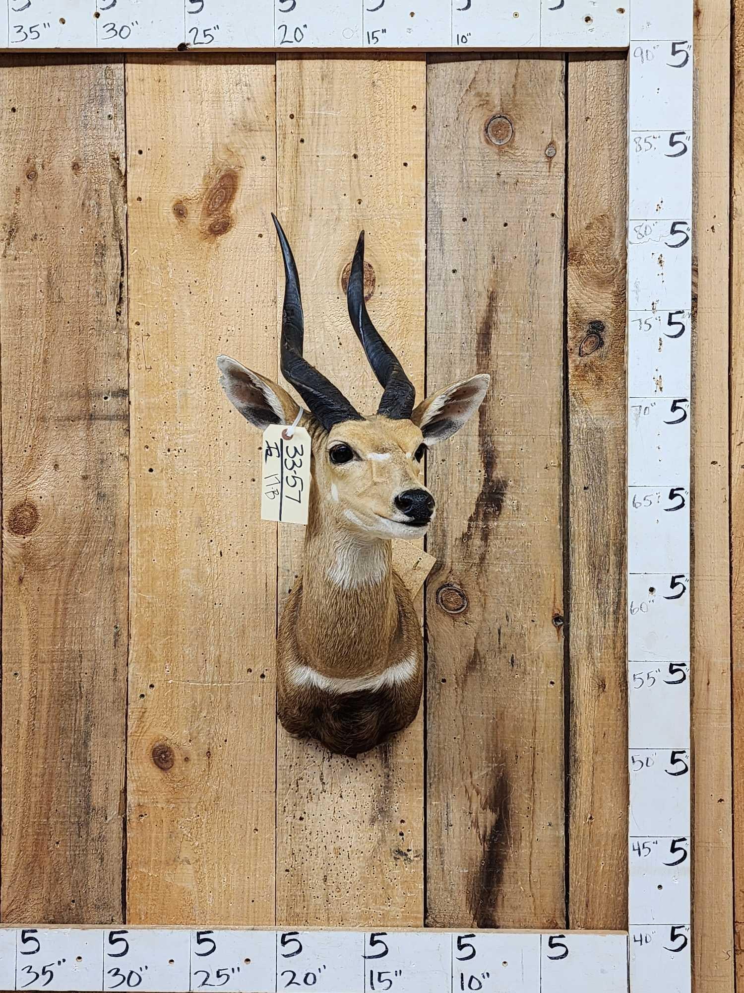 African Bush Buck Shoulder Mount Taxidermy: 33.57 Nice clean mount great colors