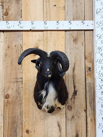 Jacob's 4 Horn Ram Sheep Shoulder Mount Taxidermy