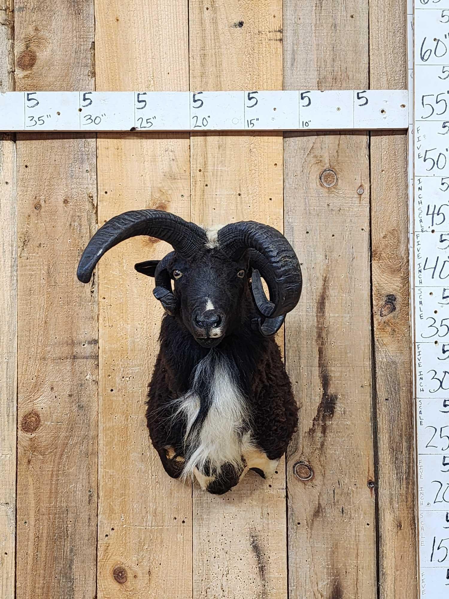 Jacob's 4 Horn Ram Sheep Shoulder Mount Taxidermy: 55.8 Great colors funky horns great Oddities Curiosity piece