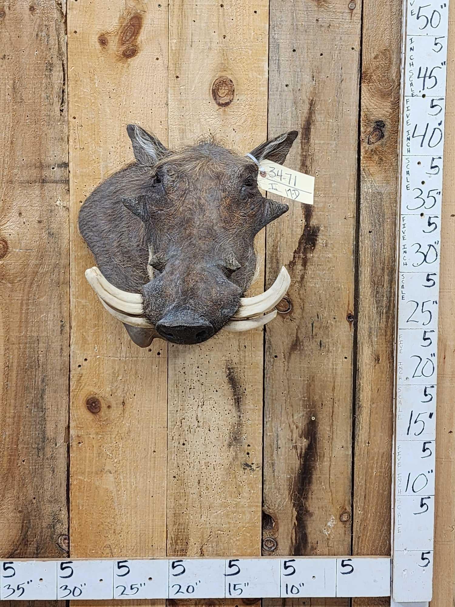 African Warthog Shoulder Mount Taxidermy (1 of 6)