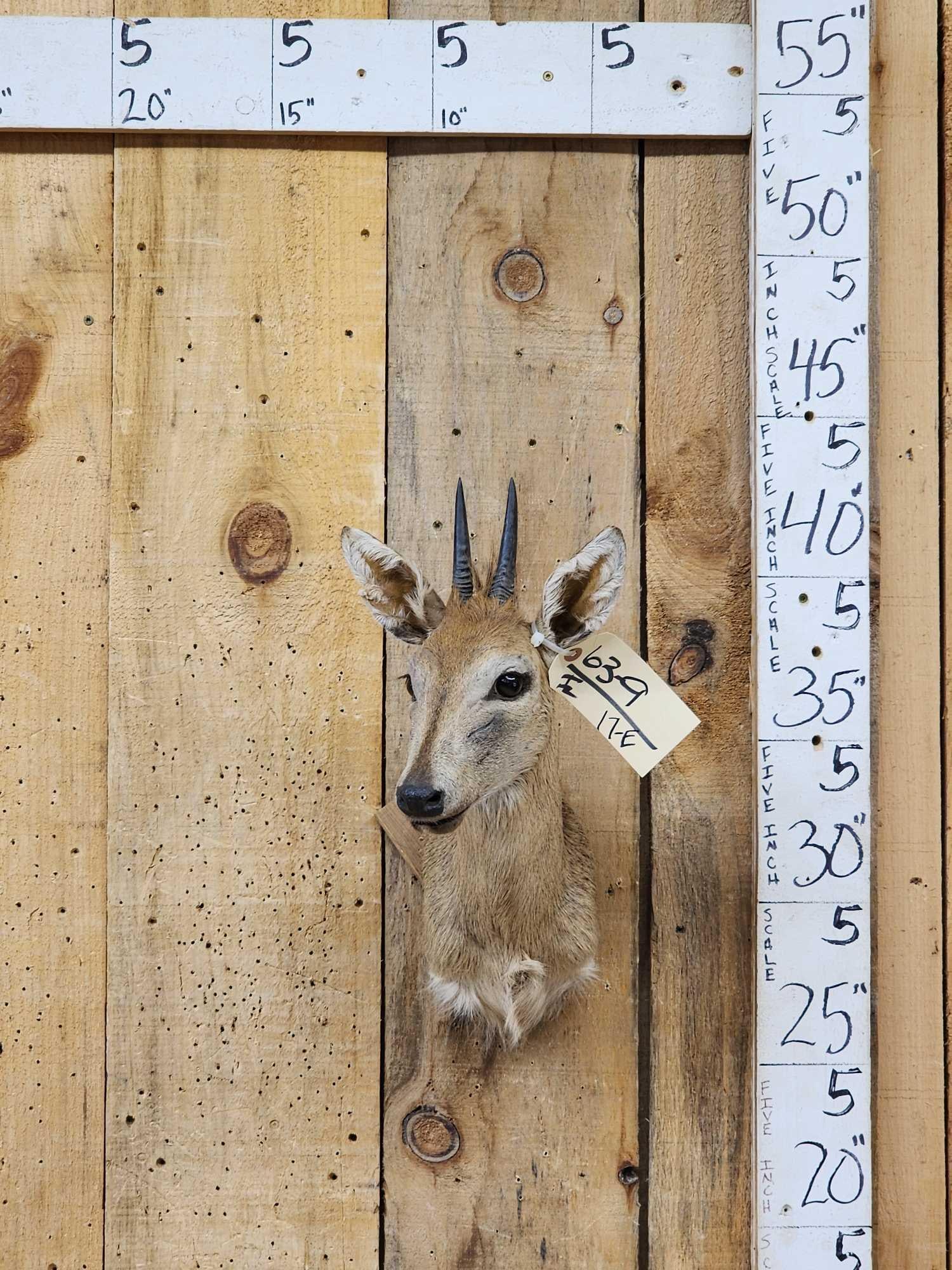 African Duiker Shoulder Mount Taxidermy: 63.9 Nice clean mount great look