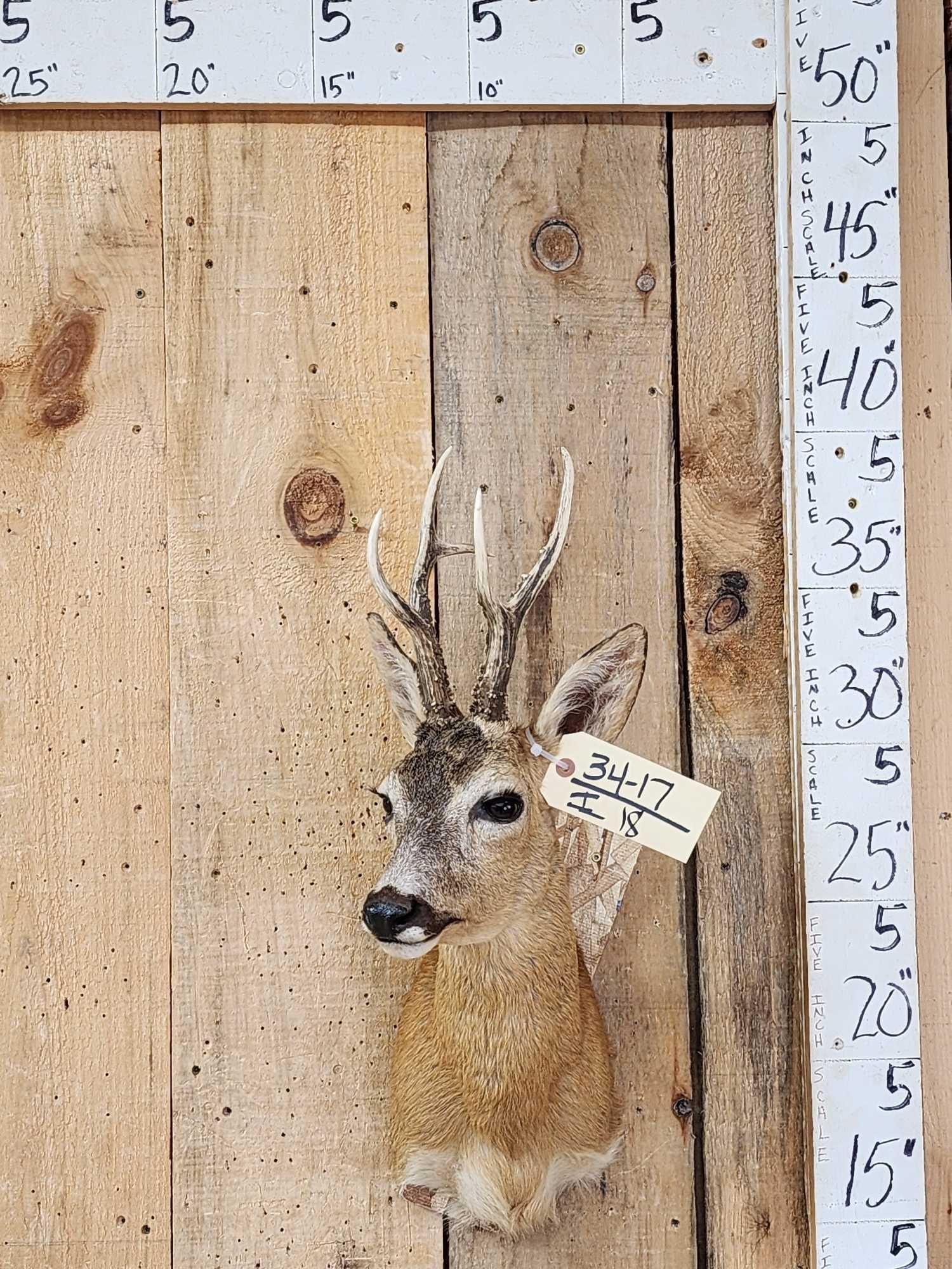 Extra Nice Roe Deer Shoulder Mount Taxidermy: 34.17 Nicely done mount big antlers