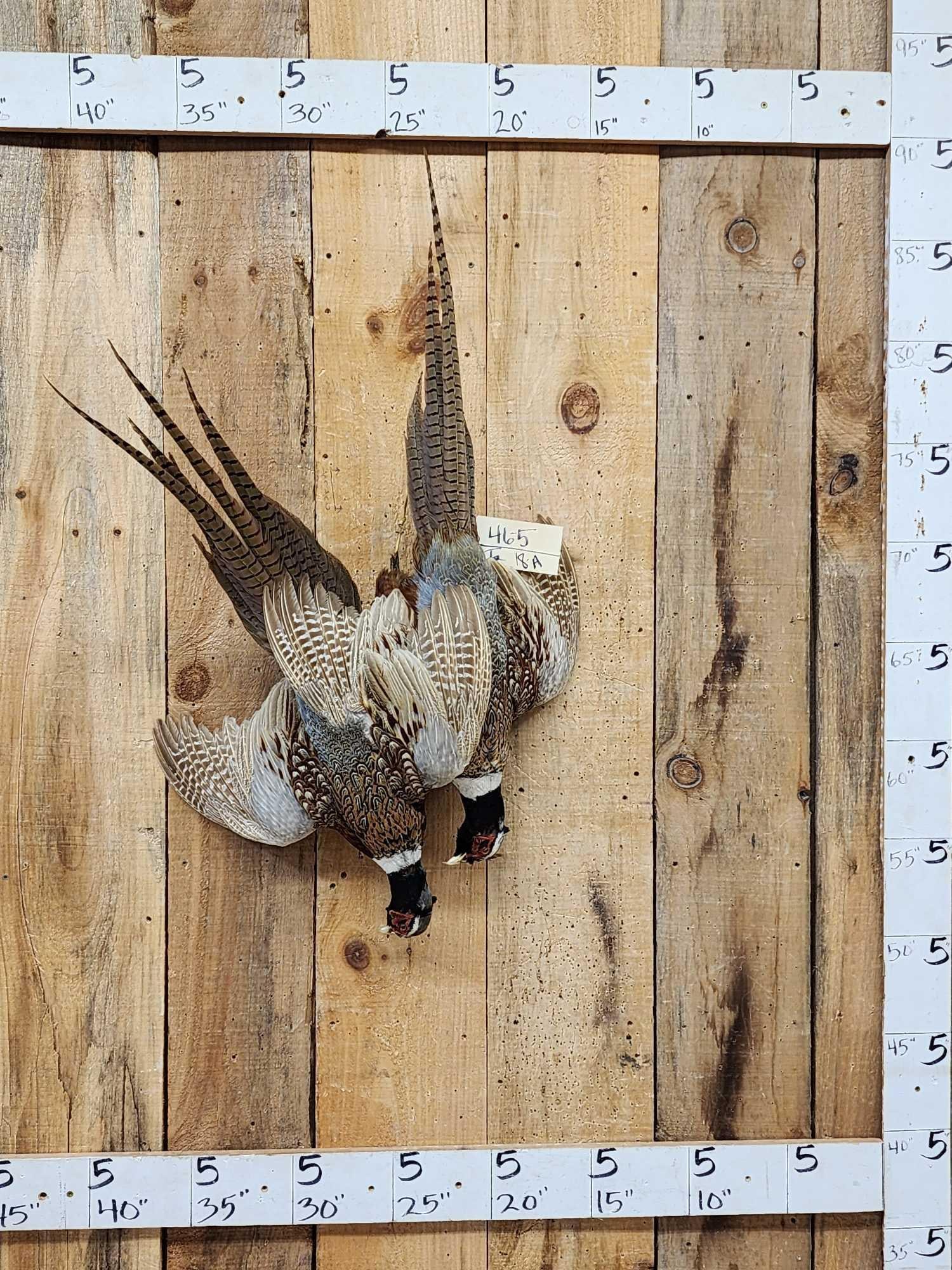 Dual Pheasant Harvest Mount Bird Taxidermy: 46.5 Great look