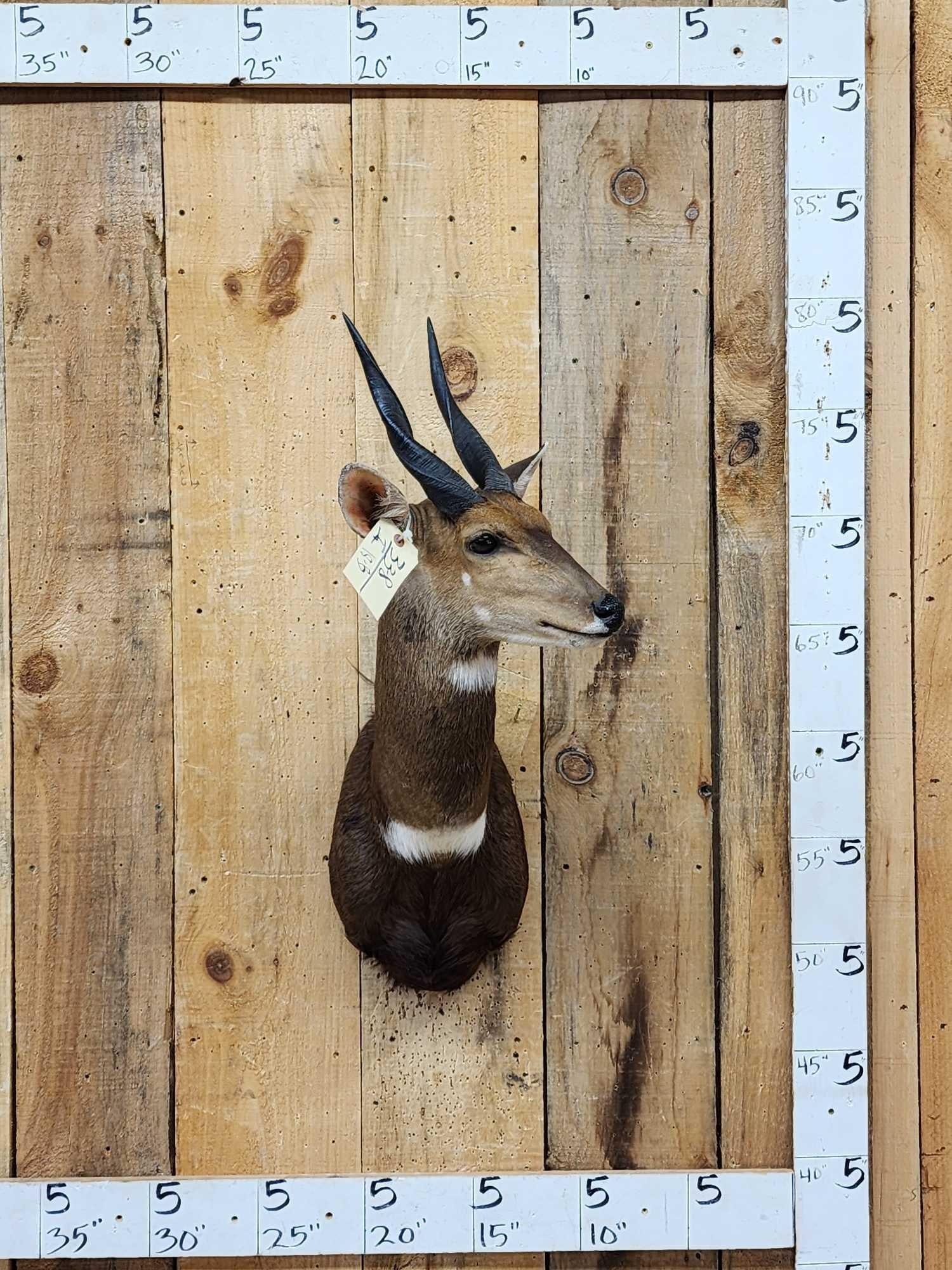 African Bush Buck Shoulder Mount Taxidermy (1 of 7)