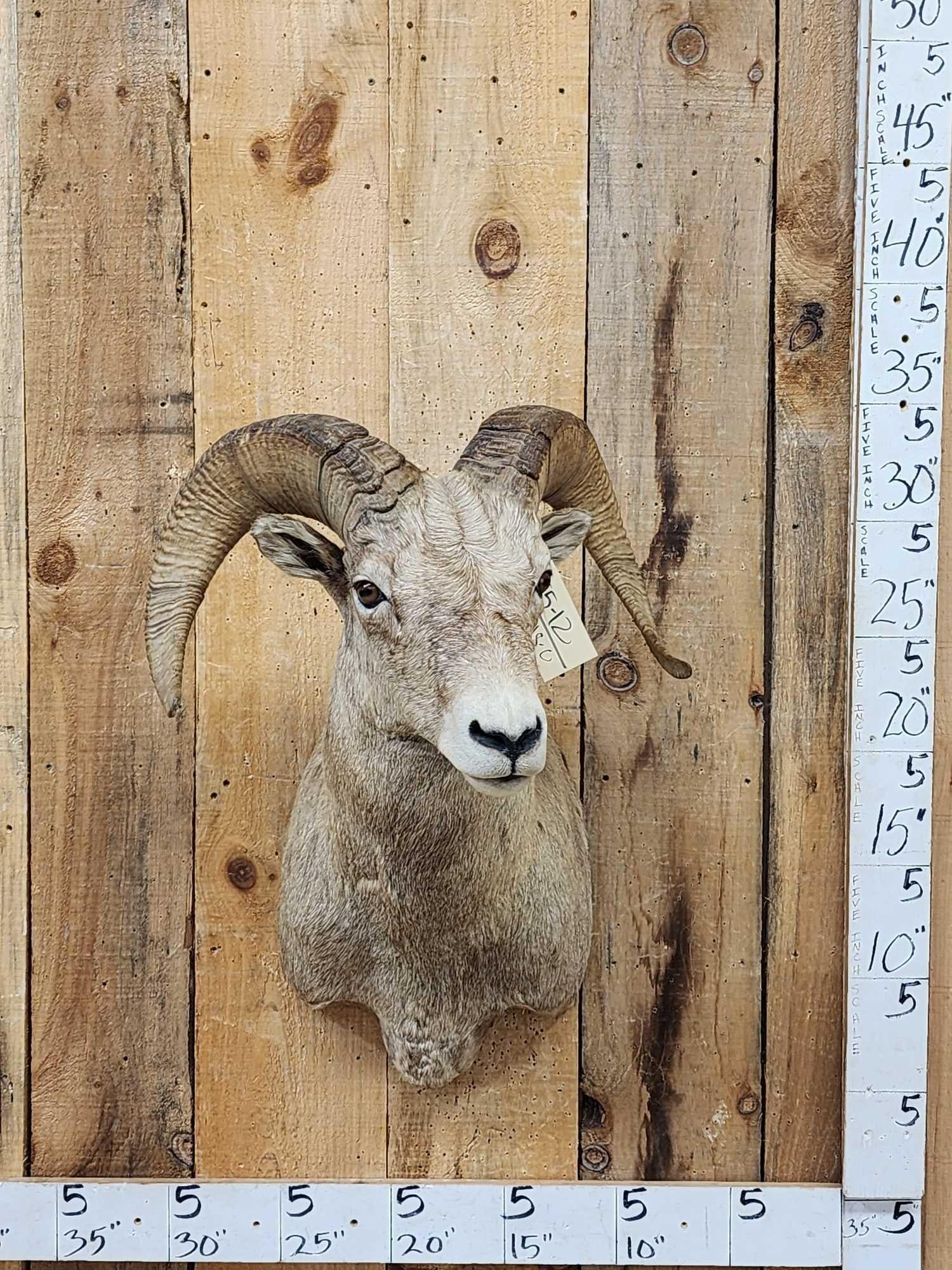 Rocky Mountain Bighorn Sheep Shoulder Mount Taxidermy: 55.12 Nice mount great look