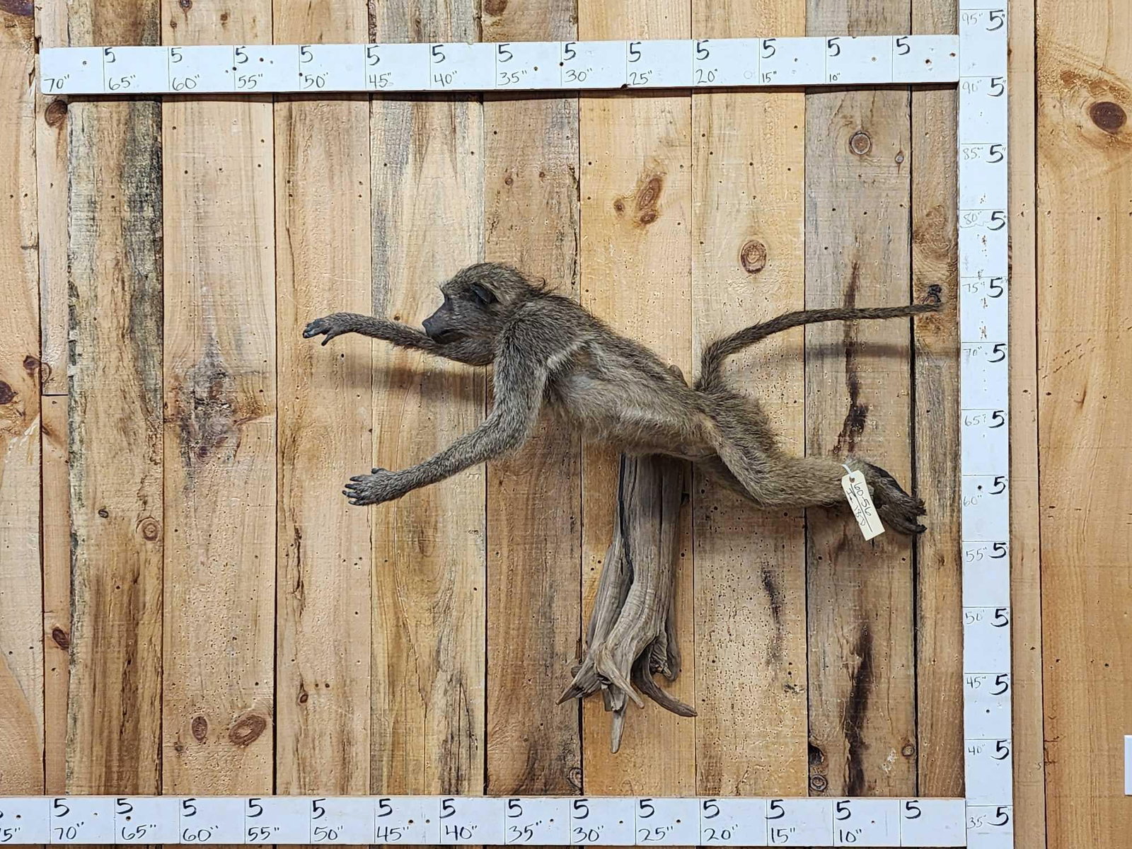 African Chakma Baboon Leaping Pose Full Body Taxidermy Mount: 60.56 Cool mount good facial features