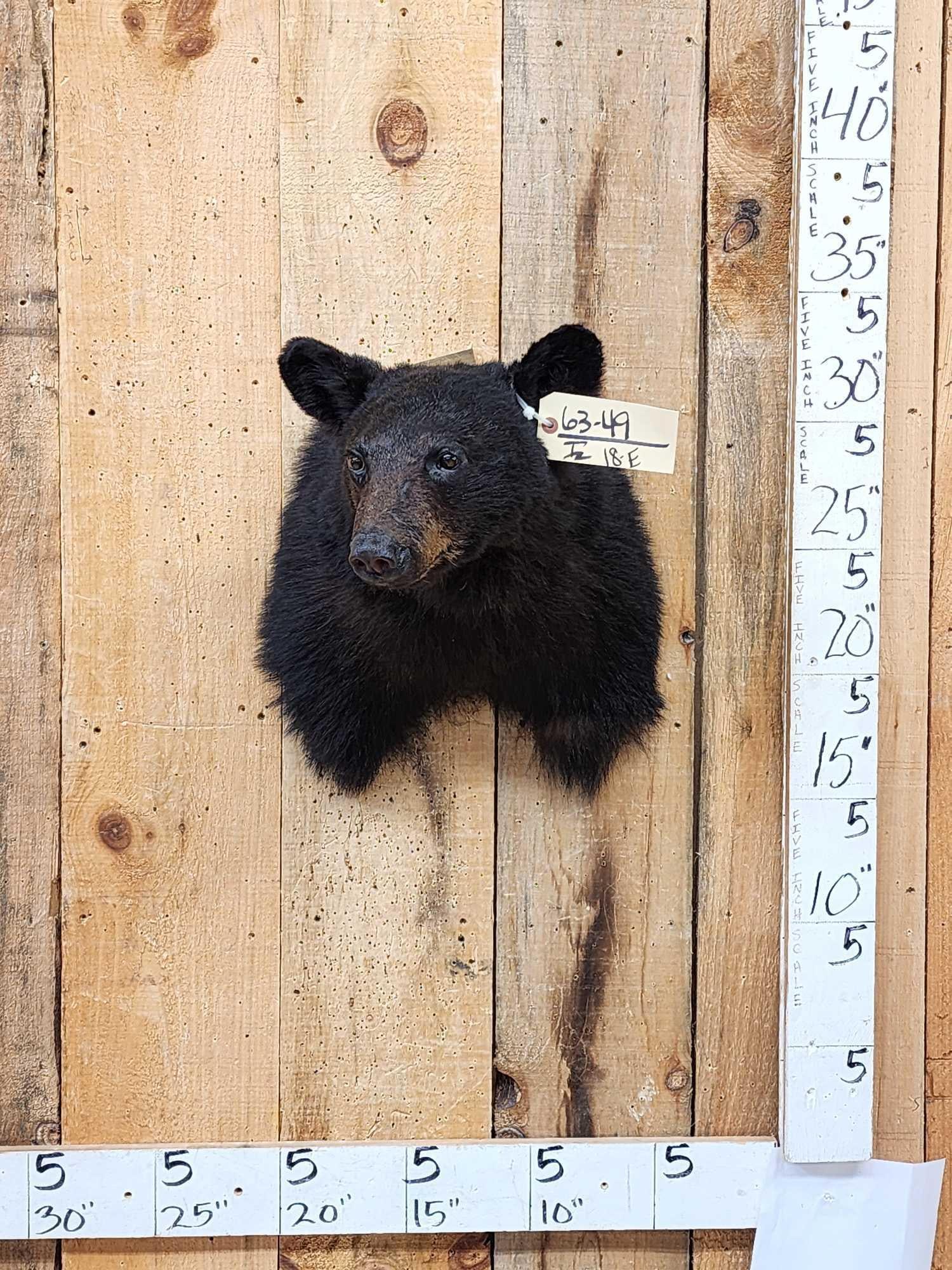 Juvenile Black Bear Shoulder Mount Taxidermy: 63.49 Recently mounted cute piece thick prime fur