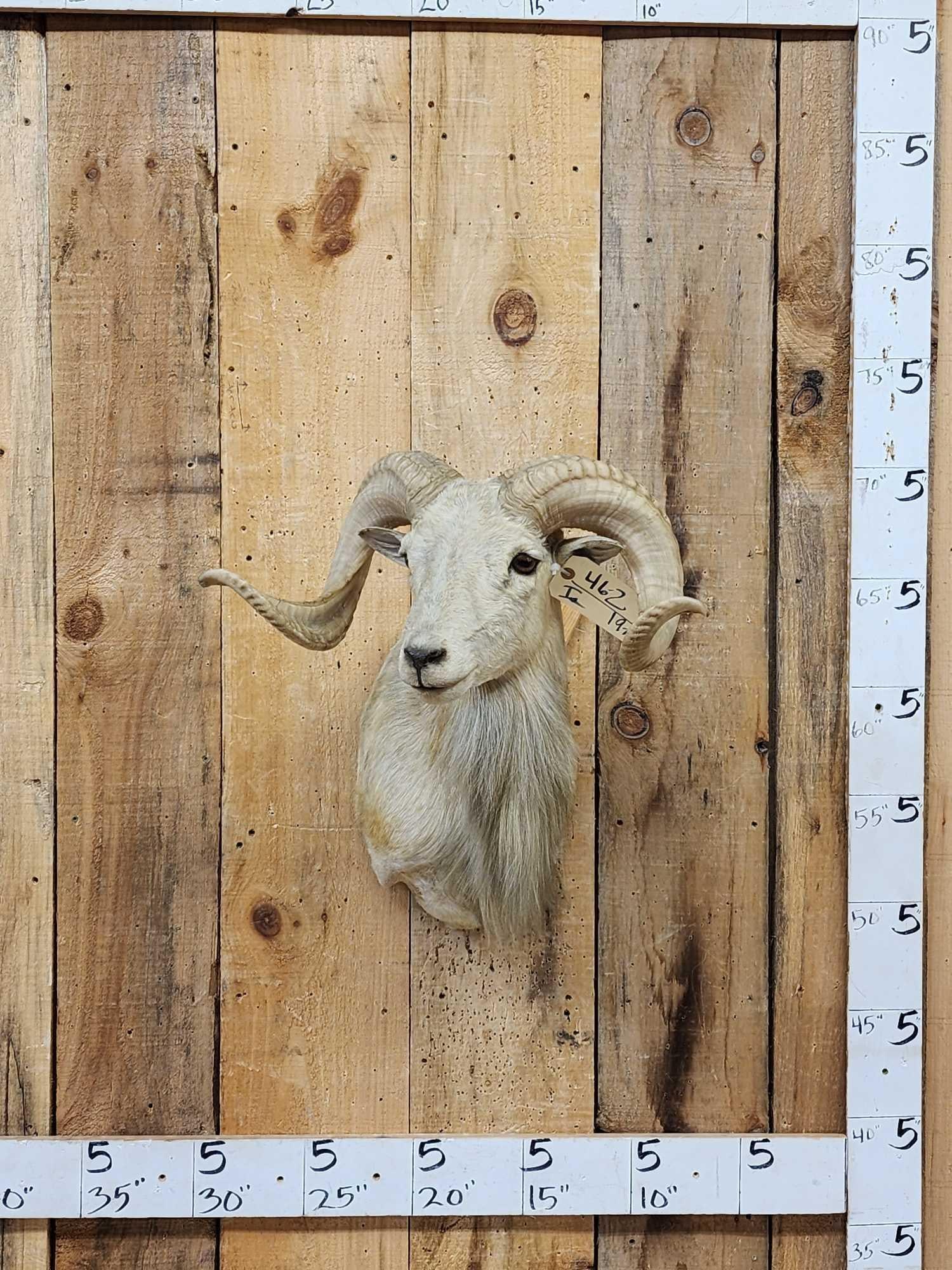 Texas Dall Cross Ram Sheep Shoulder Mount Taxidermy (1 of 5)