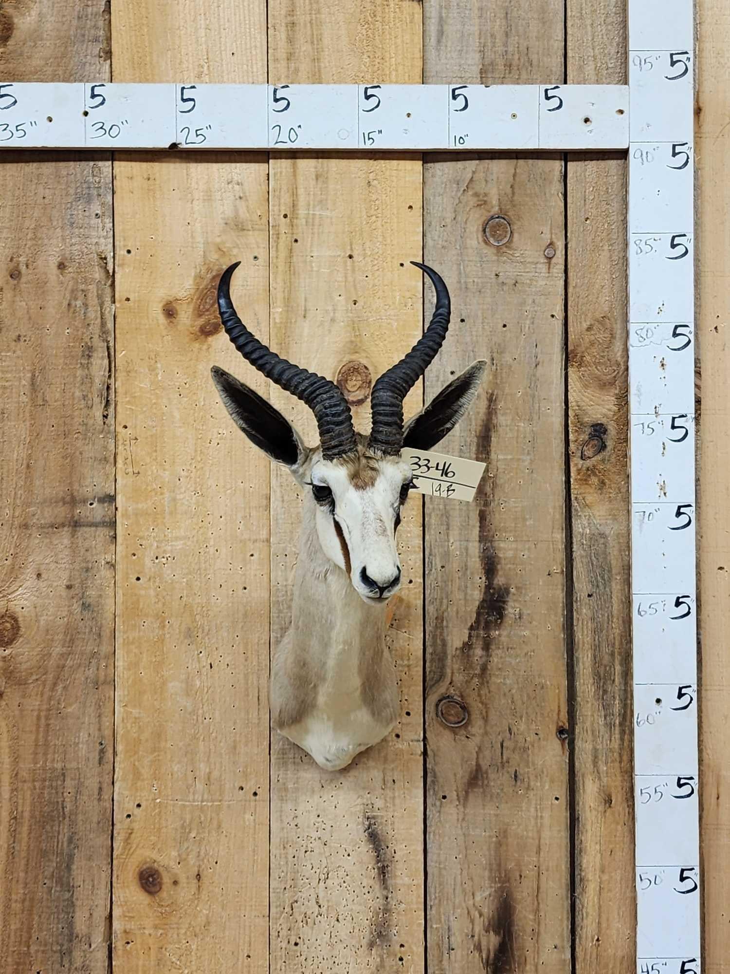 African Springbok Shoulder Mount Taxidermy (1 of 4)