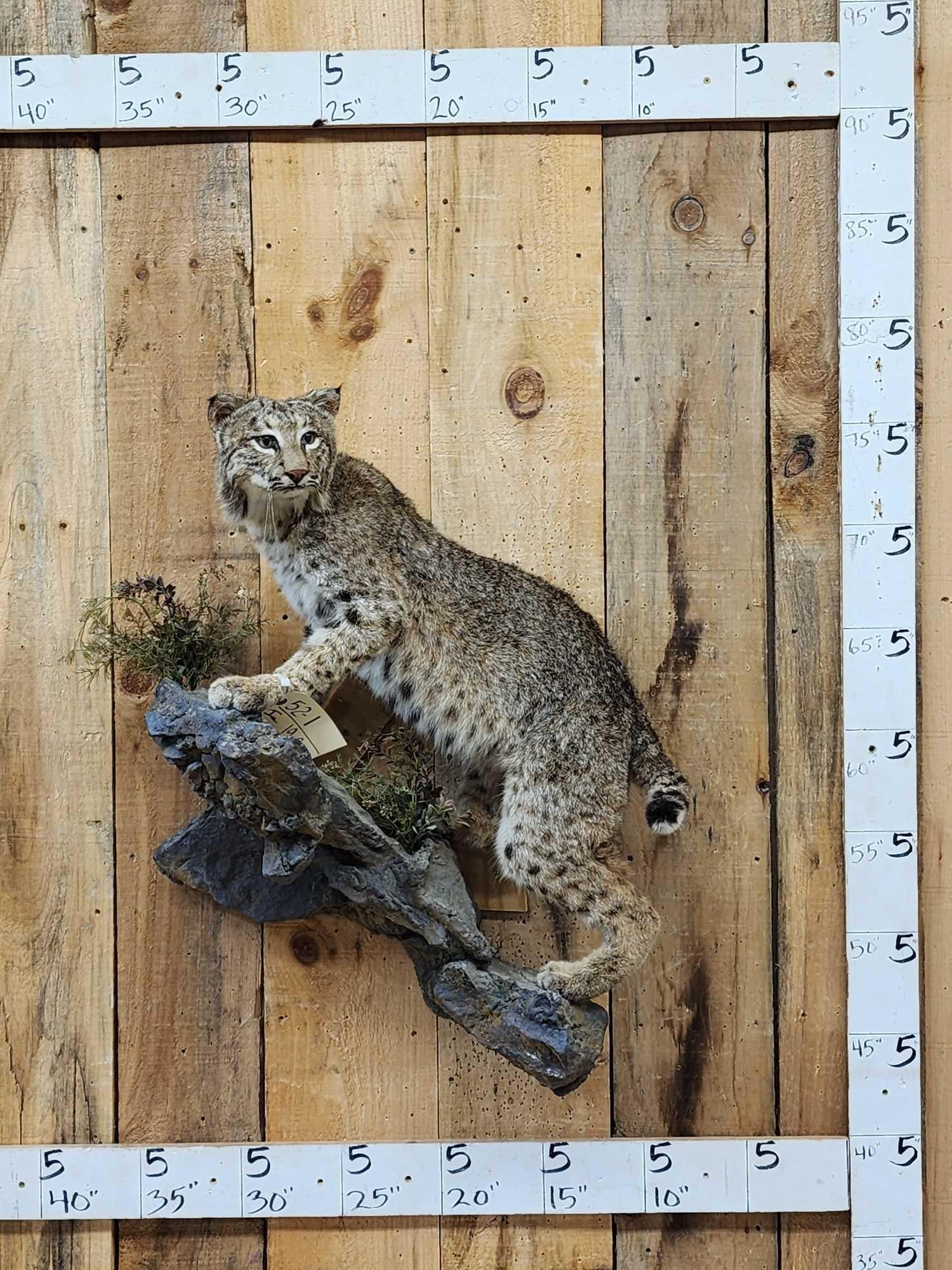 Bobcat Full Body Taxidermy Mount (1 of 5)