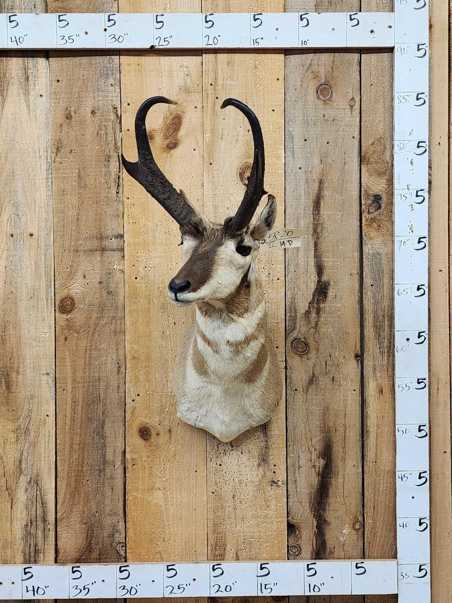 Record Book Pronghorn Antelope Shoulder Mount Taxidermy (1 of 5)