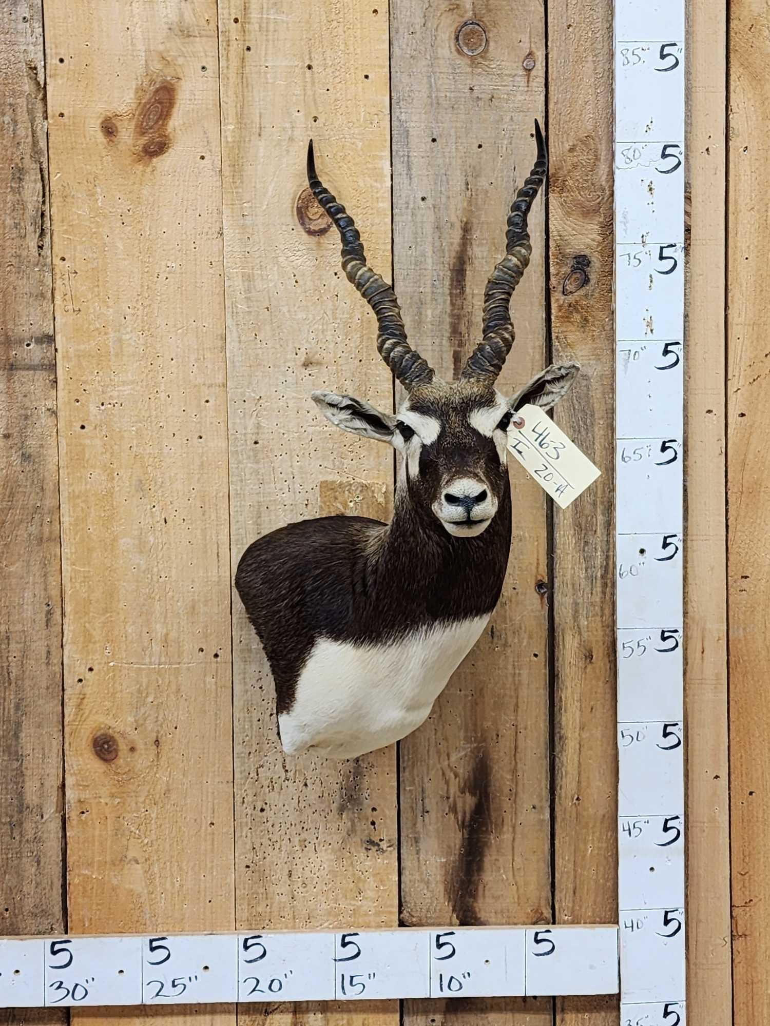 Indian Black Buck Shoulder Mount Taxidermy (1 of 4)