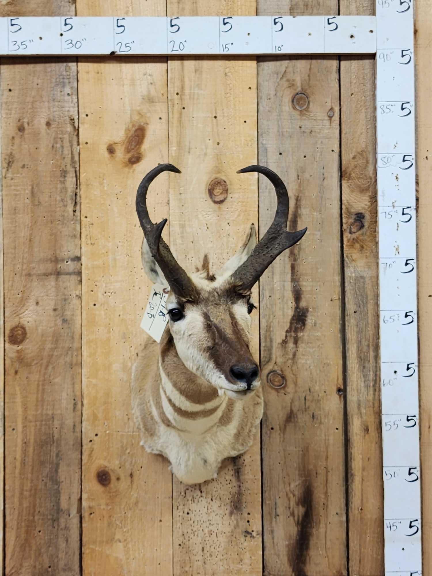 Pronghorn Antelope Shoulder Mount Taxidermy: 39.18 Great color big horns little to no shedding unlike most pronghorn