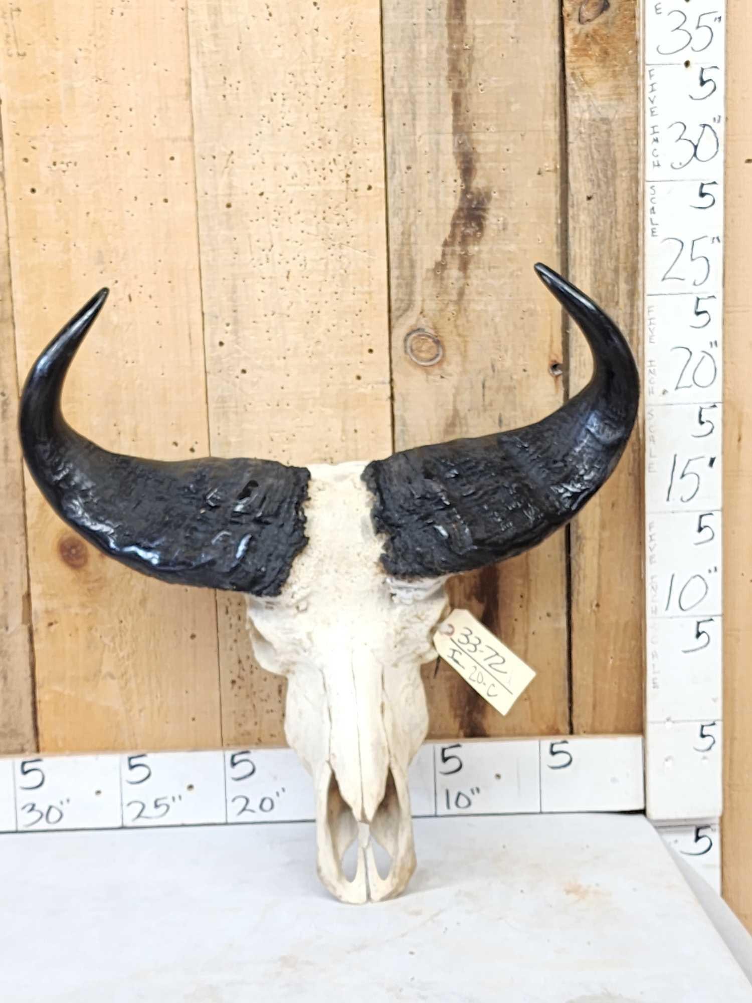 West African Savanna Buffalo Skull Taxidermy: 33.72 Scarce skull to find big bosses great look