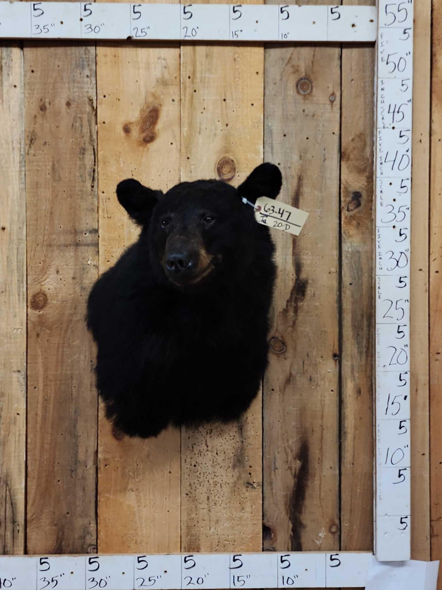 Black Bear Shoulder Mount Taxidermy (1 of 6)