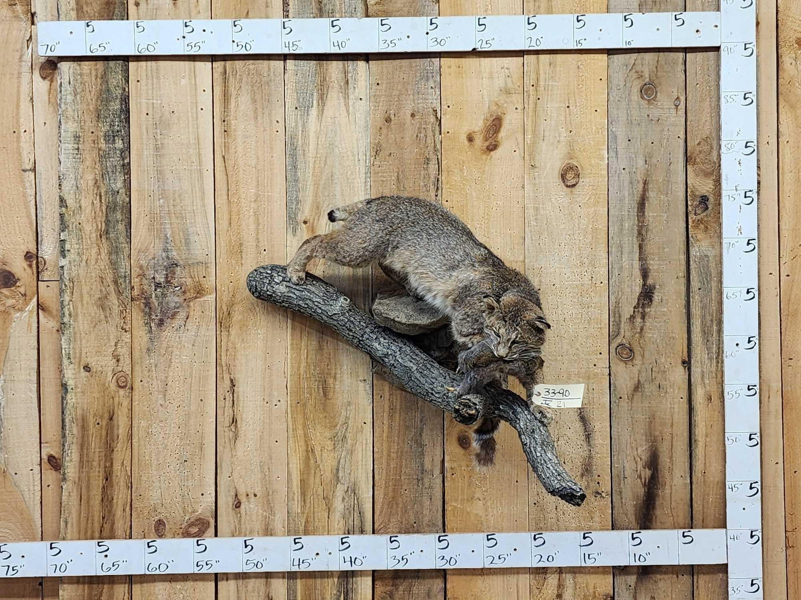 Bobcat With Squirrel Full Body Taxidermy Mount: 33.90 Nice cat pretty fur grabbing his meal for the day on light weight artificial rock log hanging base