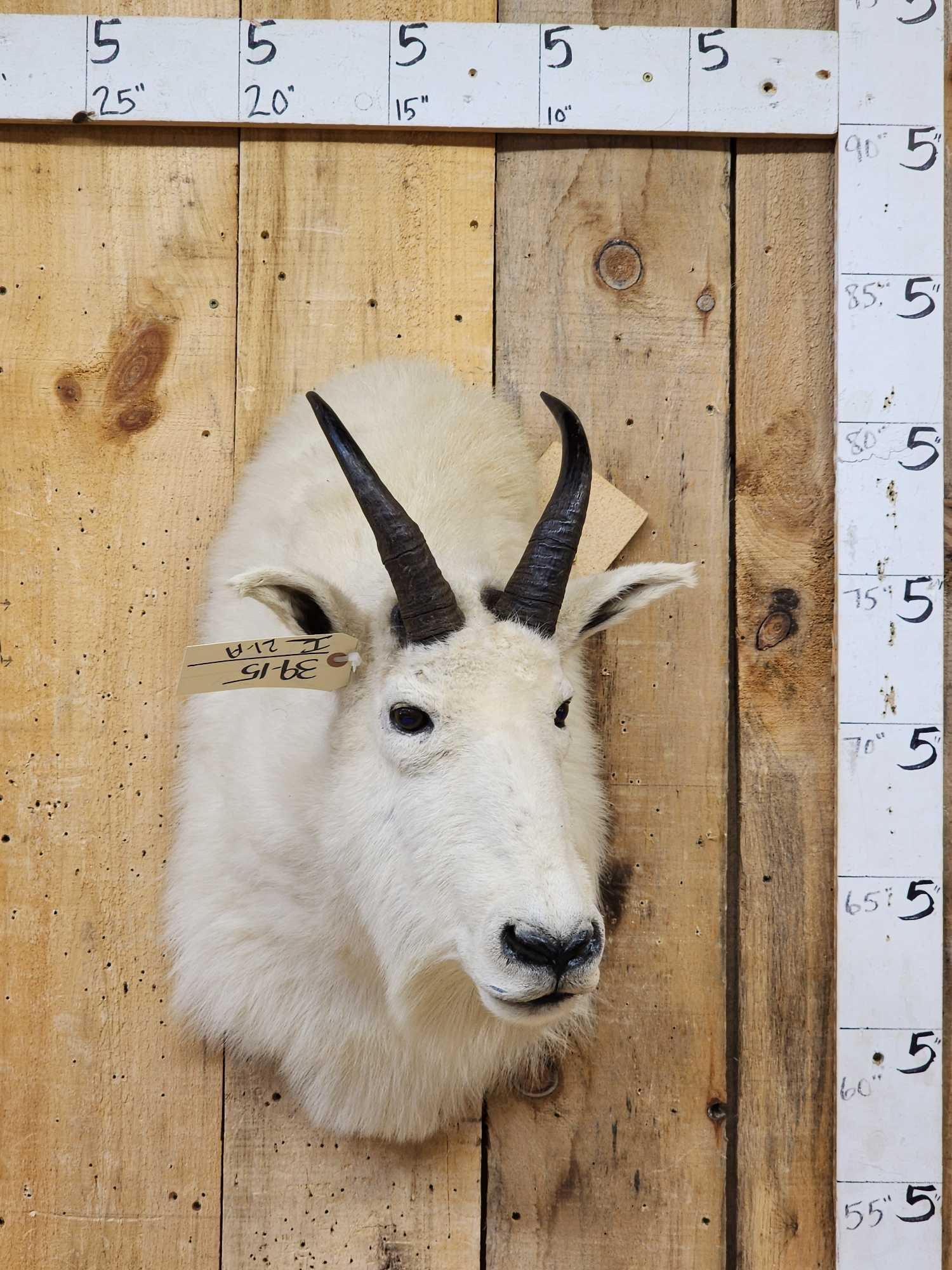 Mountain Goat Shoulder Mount Taxidermy (1 of 4)