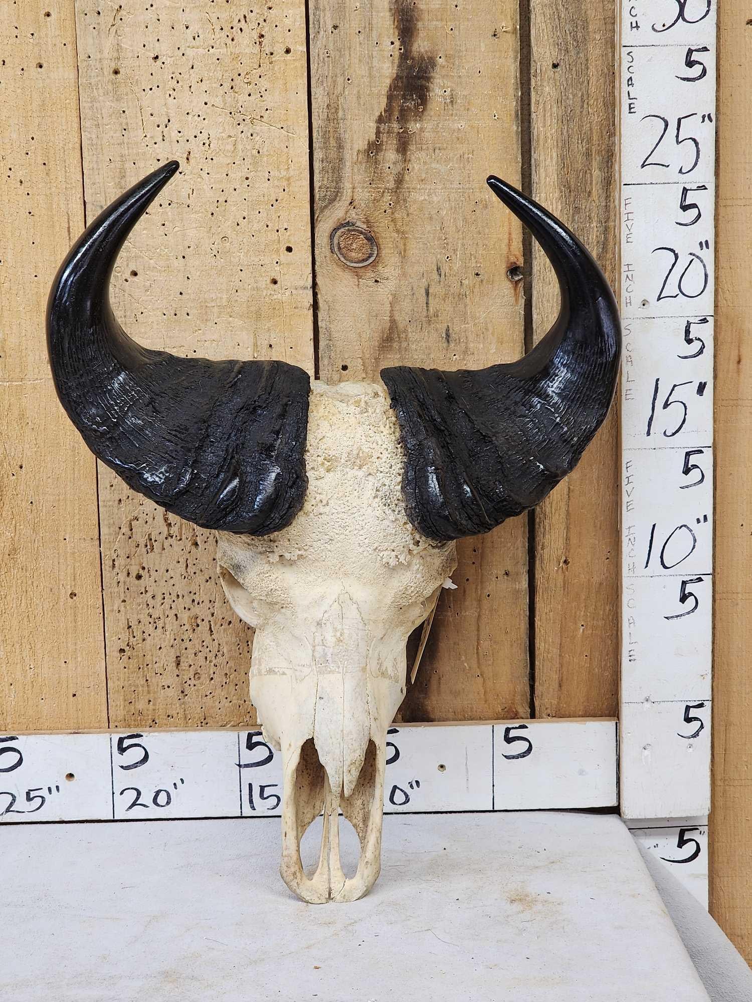 African Dwarf Forrest Buffalo Skull Taxidermy: 33.65 Mature bull big bosses hard skull to find