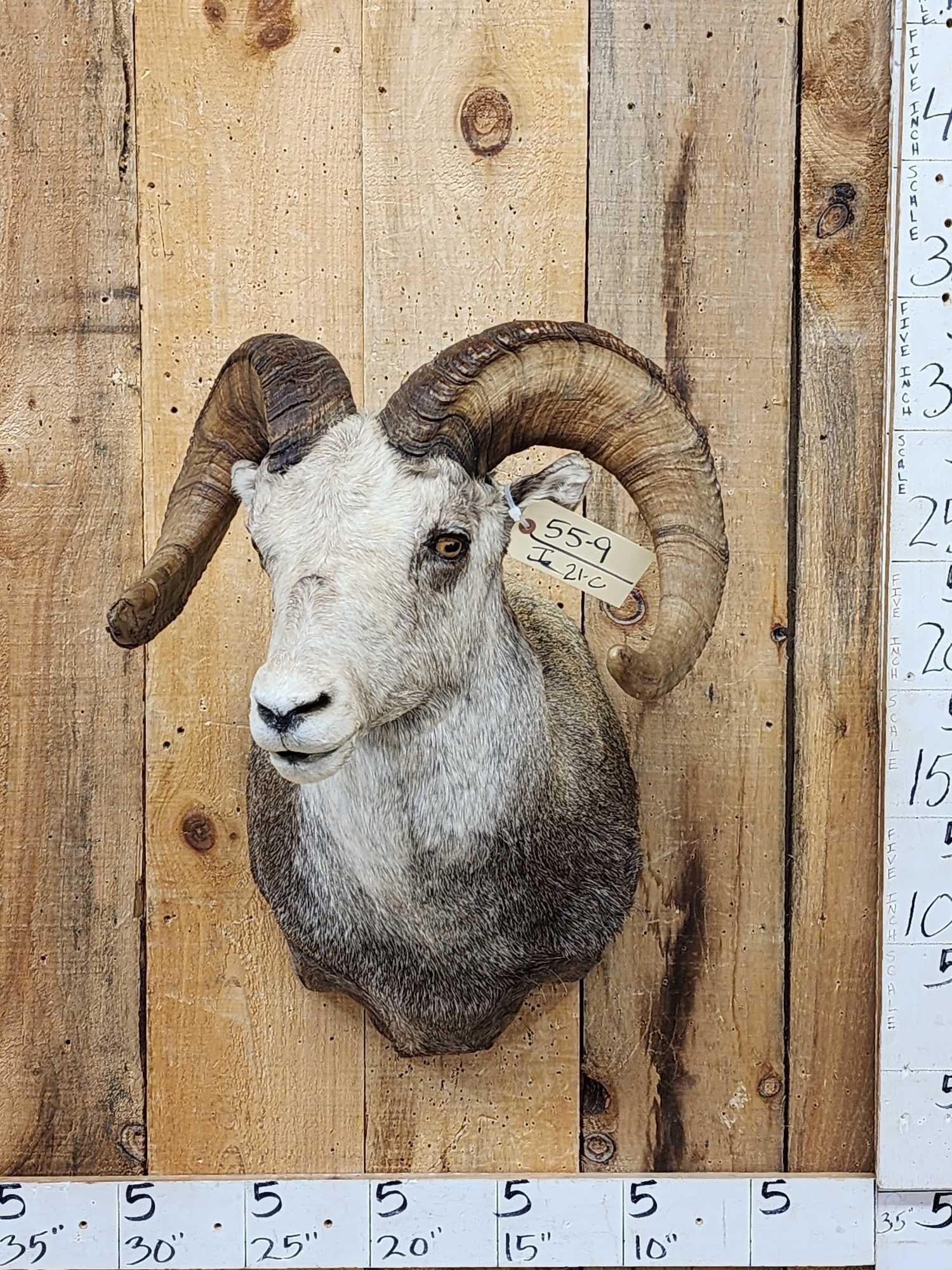 Stone Sheep Shoulder Mount Taxidermy: 55.9 Awesome color good horns over 27 " 30" nice mount