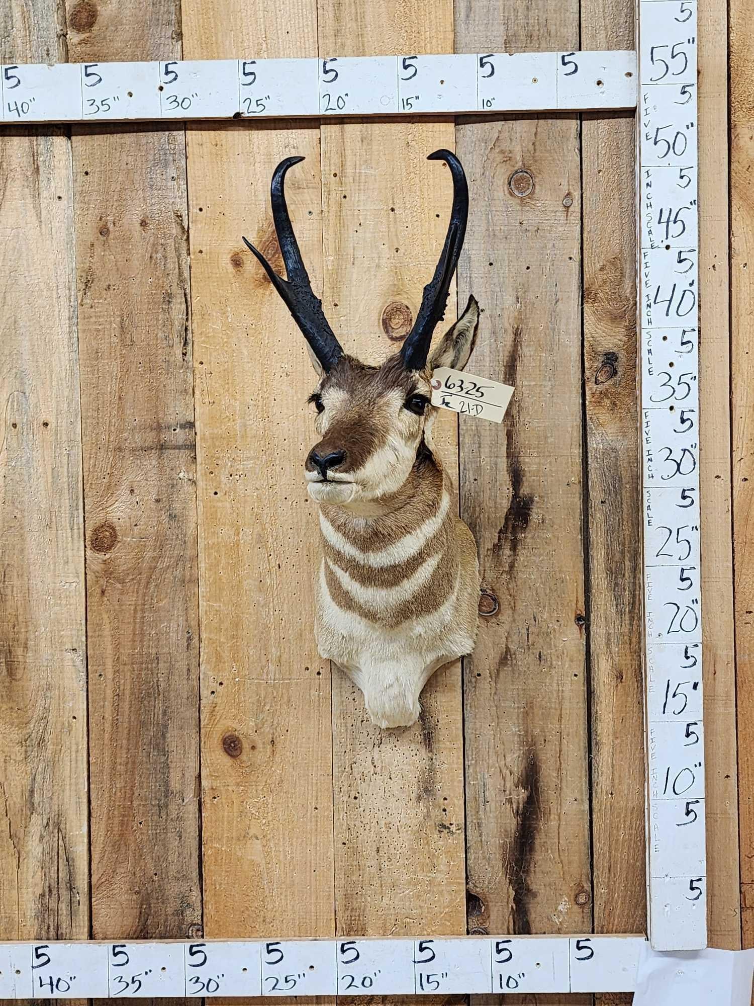 Pronghorn Antelope Shoulder Mount Taxidermy: 63.25 Nice mount big horns minimal shedding unlike most pronghorn