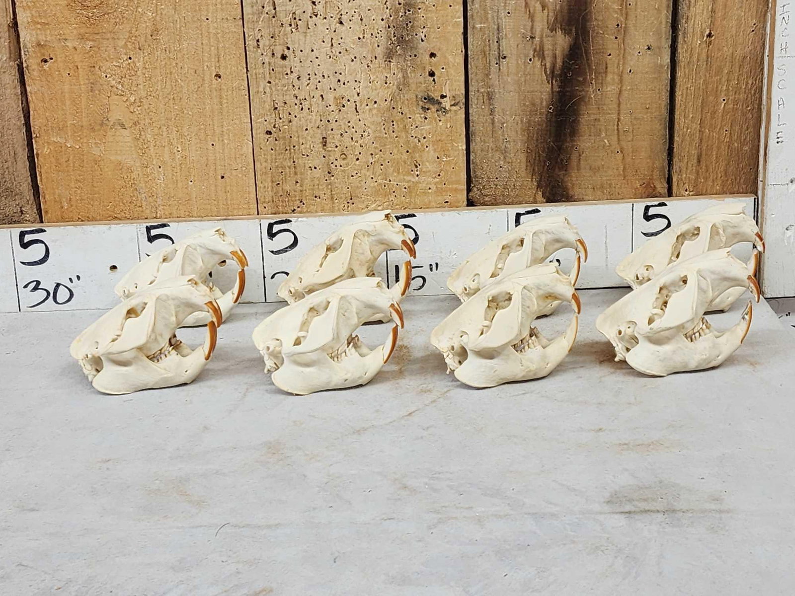 8 Beaver Skulls Taxidermy (1 of 8)