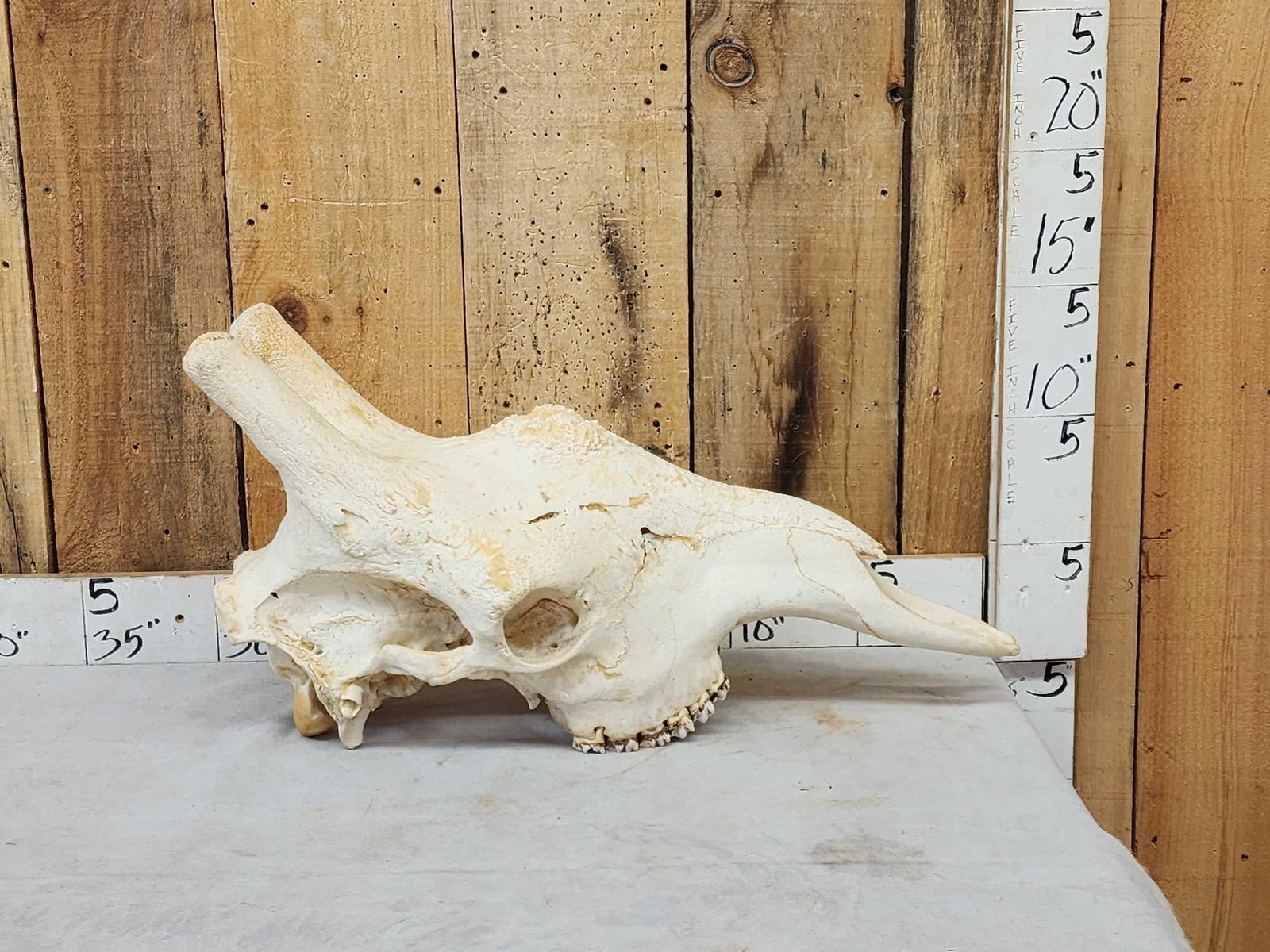 Big Giraffe Skull Taxidermy (1 of 8)