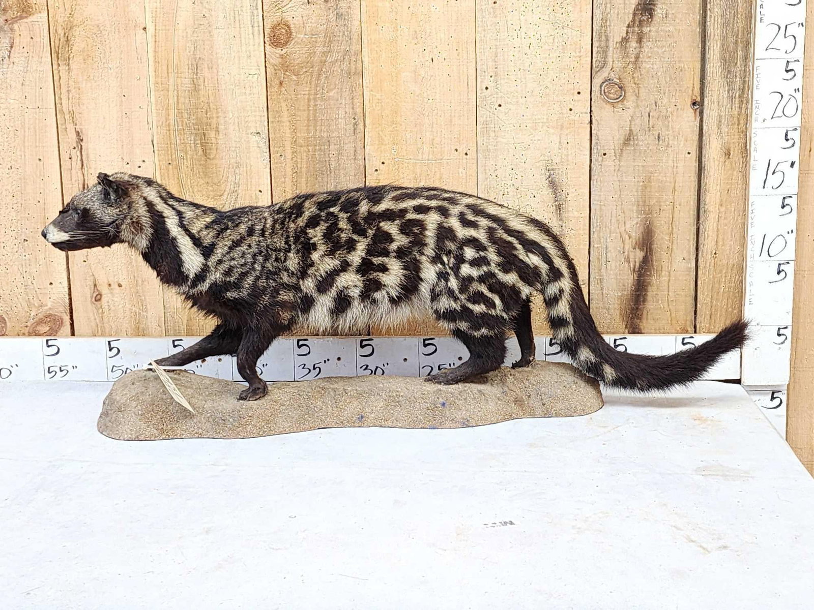 African Civet Full Body Taxidermy Mount: 39.37 This a big one for sure!Awesome colors great markings