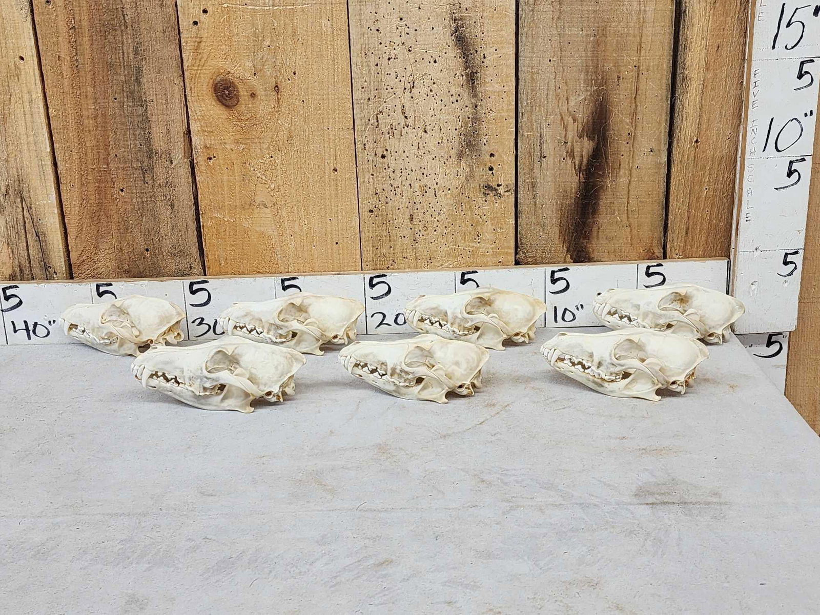 7 Coyote Skulls Taxidermy (1 of 5)