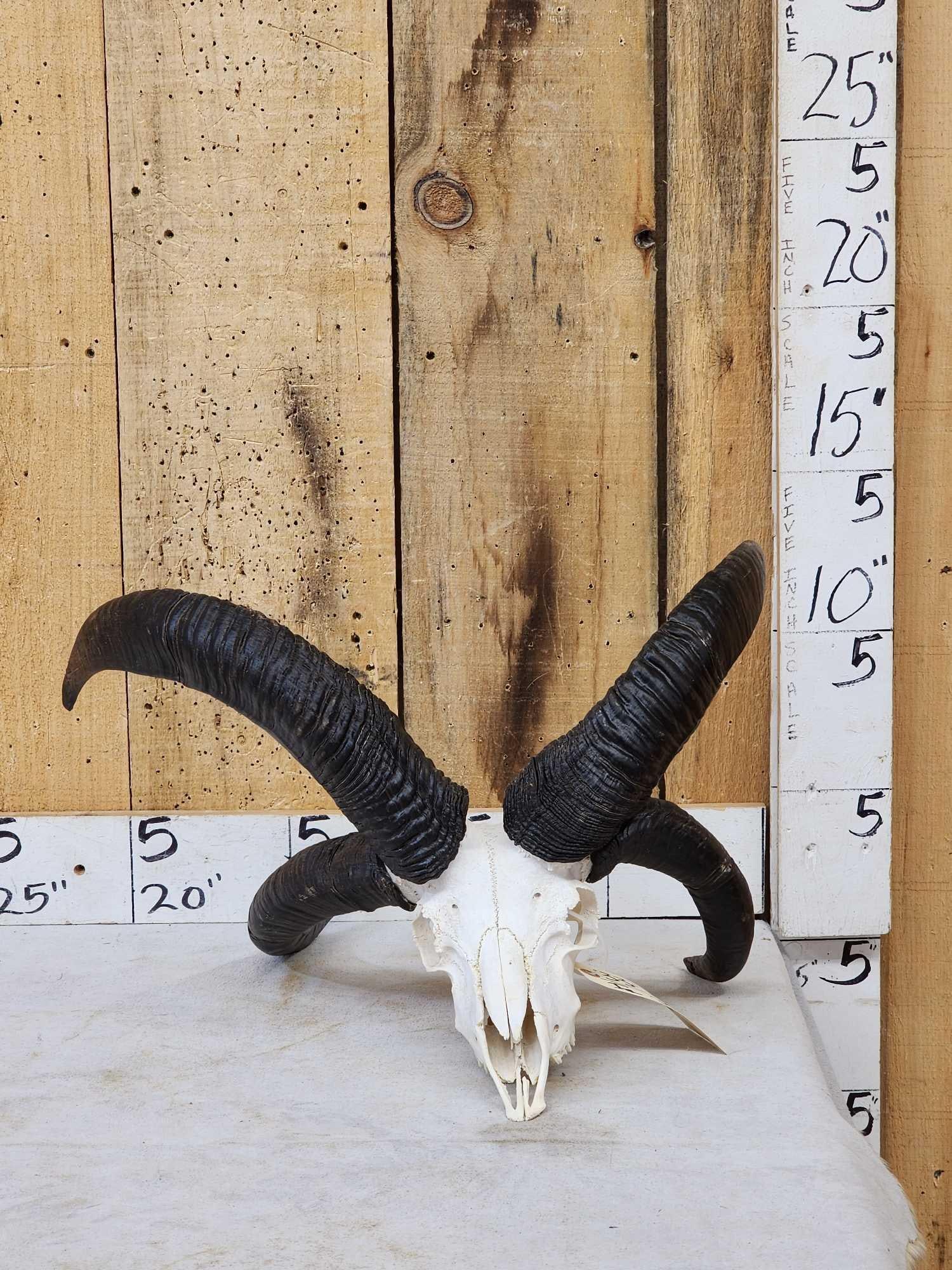 Awesome 4 Horn Jacob's Sheep Ram Skull Taxidermy (1 of 6)