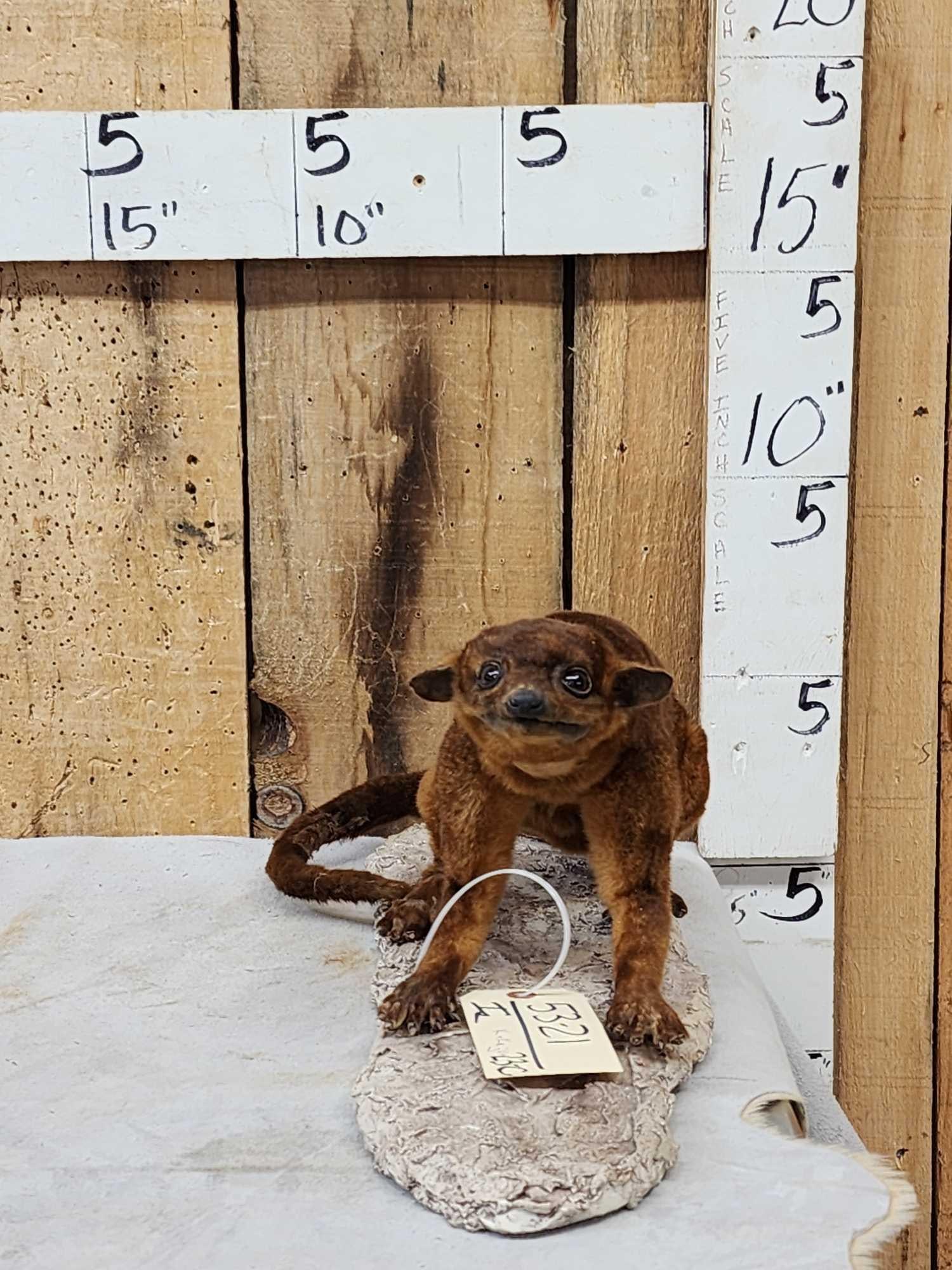 Super Rare Kinkajou Full Body Taxidermy Mount: 53.21 Cool vintage mount great condition for its age retired museum piece Central South America