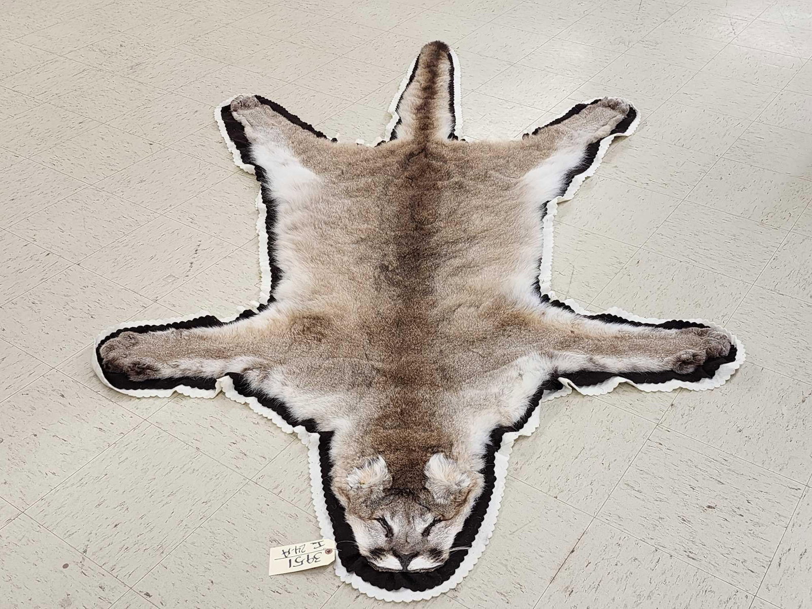 Gorgeous Mountain Lion Cougar Rug Taxidermy: 39.51 Pretty fur big paws claws intact double felt edges durable padded backing overall dimensions about 100" long x 59" wide