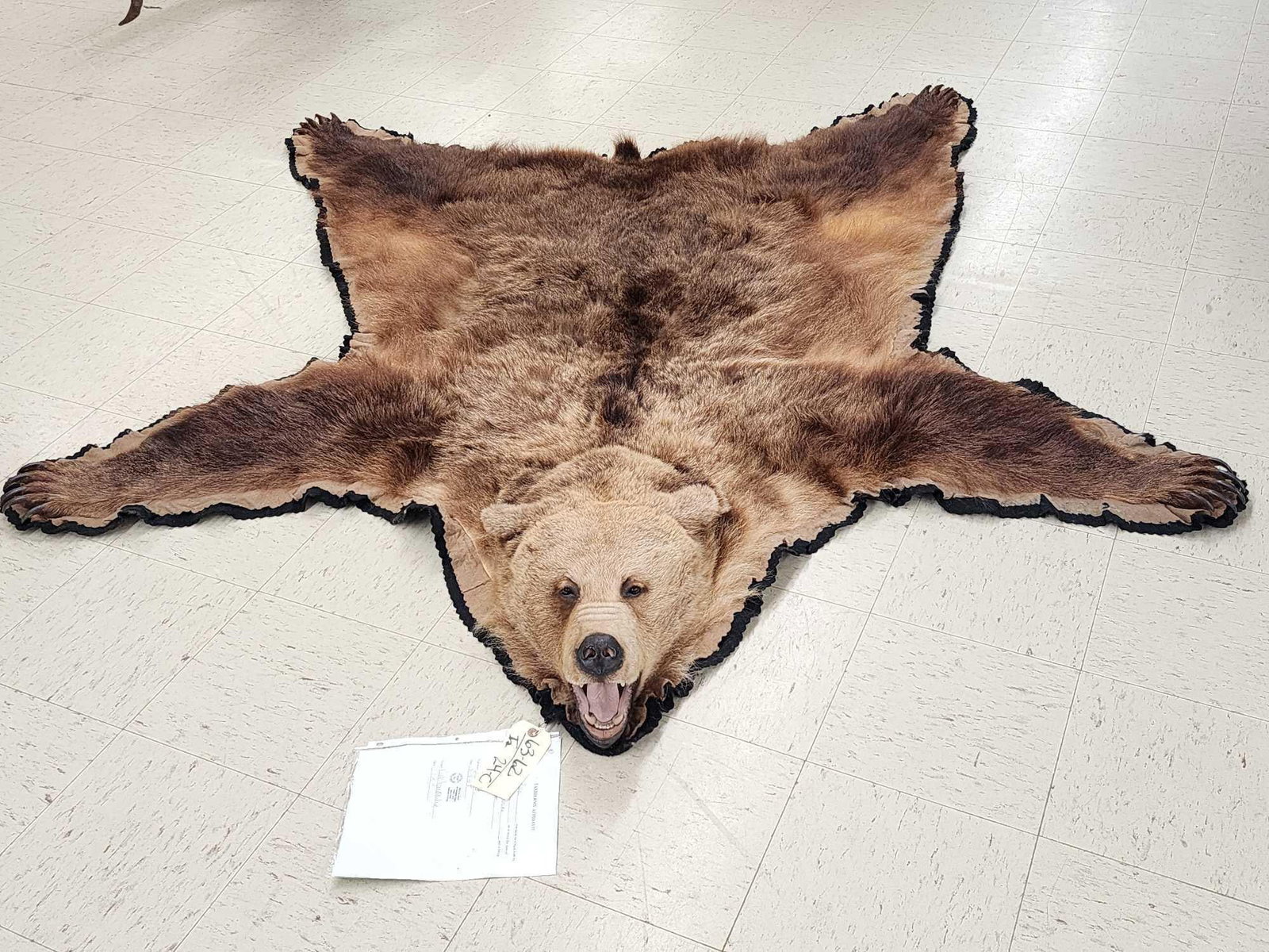 Alaskan Brown Bear Rug Taxidermy: 63.62 Great looking rug well done face big claws intact double felt edges great hair color overall dimensions about 90" long x 83" wide